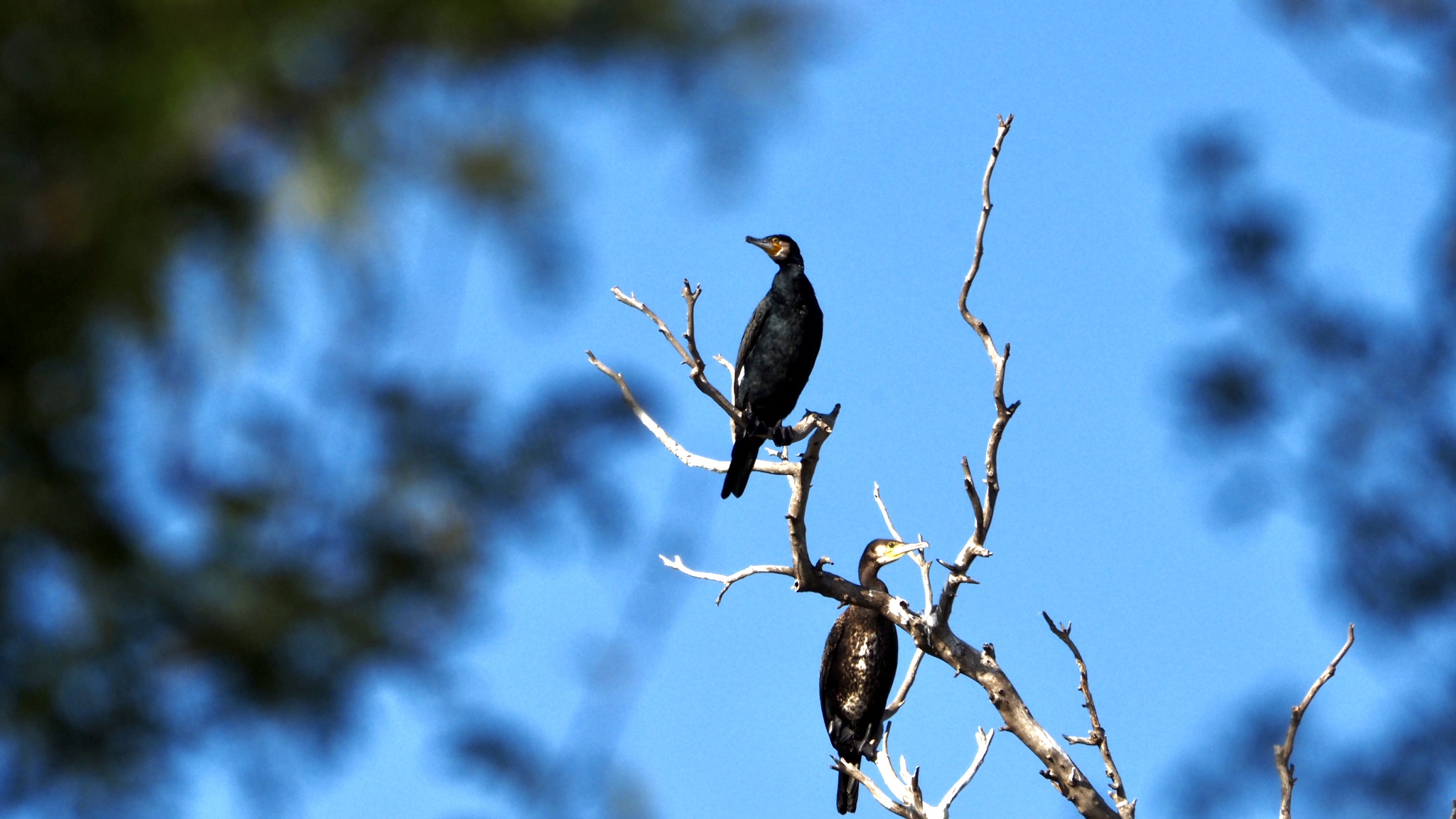 Cormorani