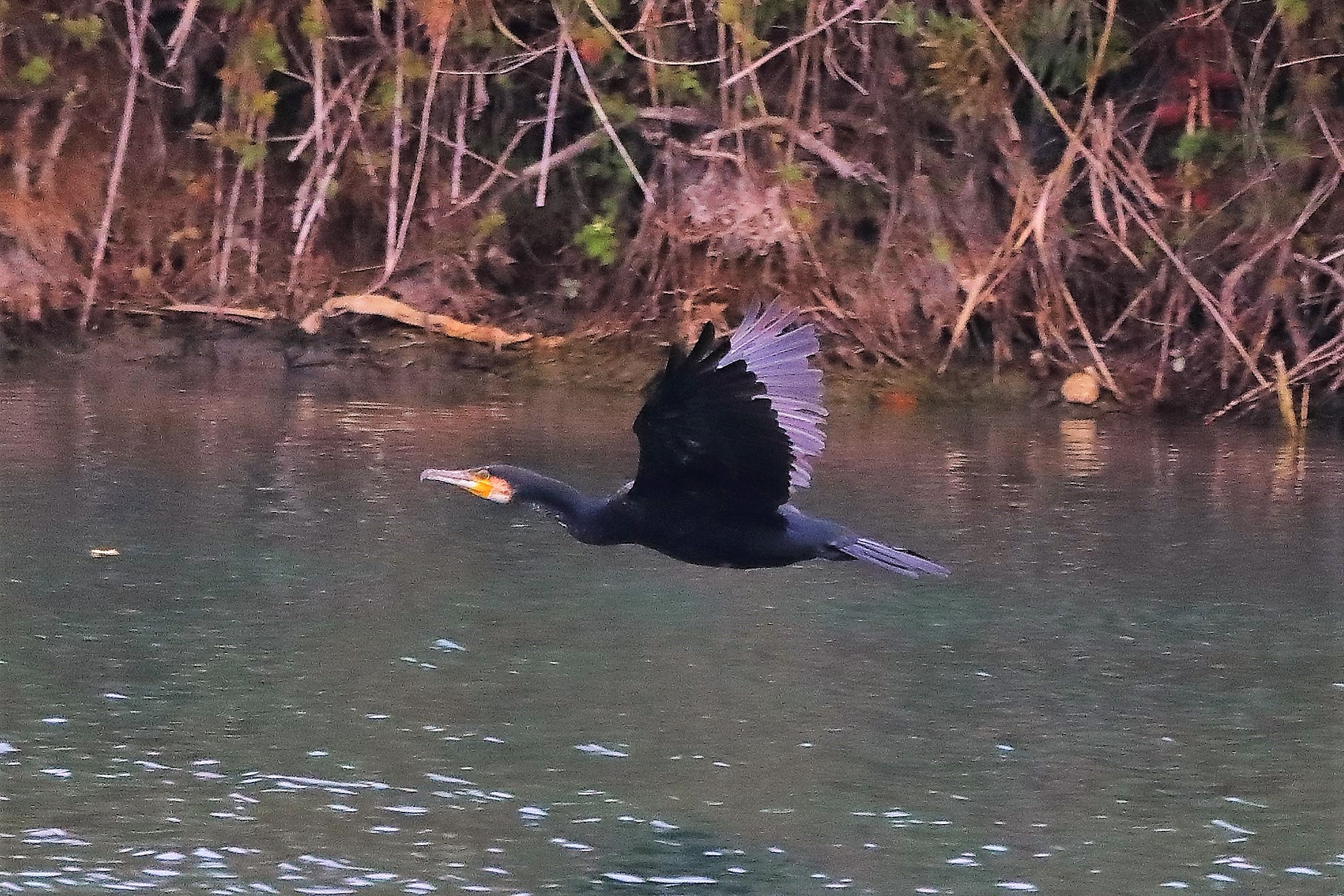 cormorano 20-10-2022