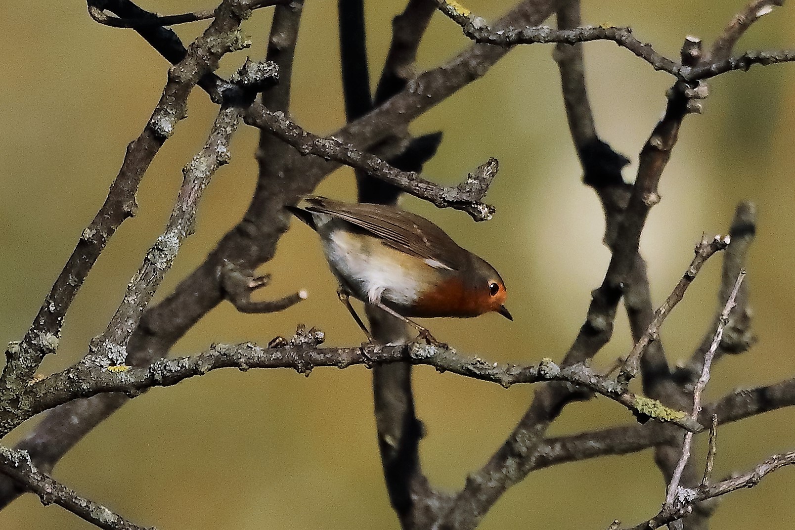 Pettirosso 22-10-2022