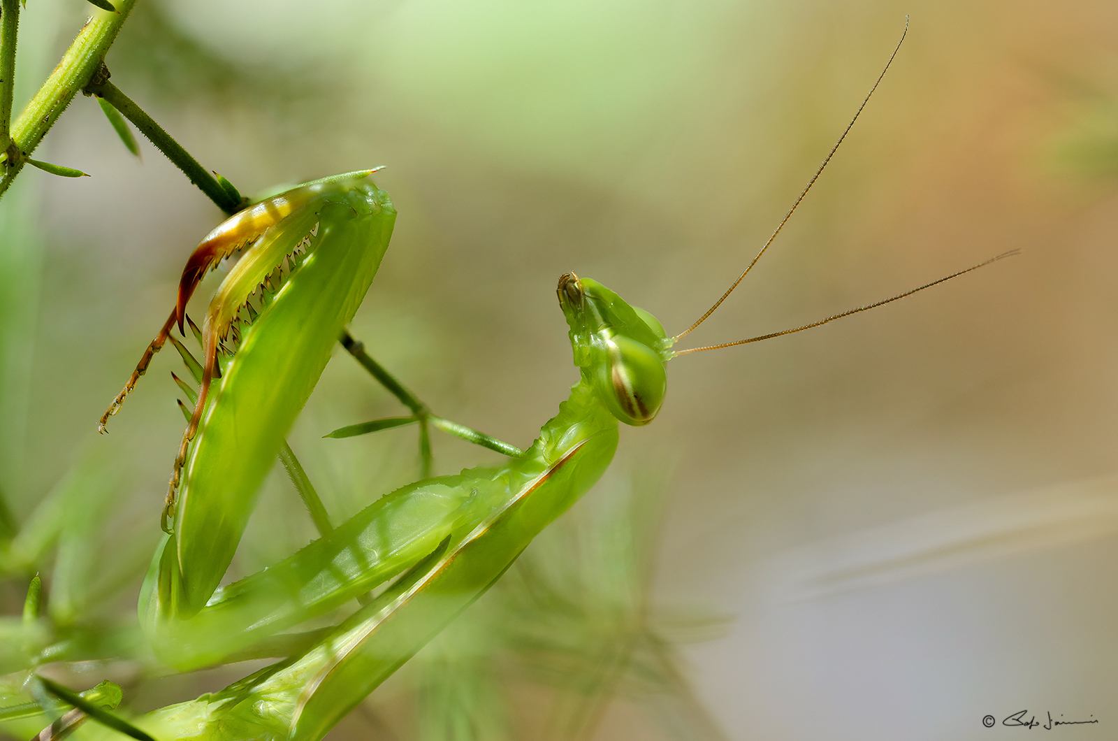 Mantis religiosa