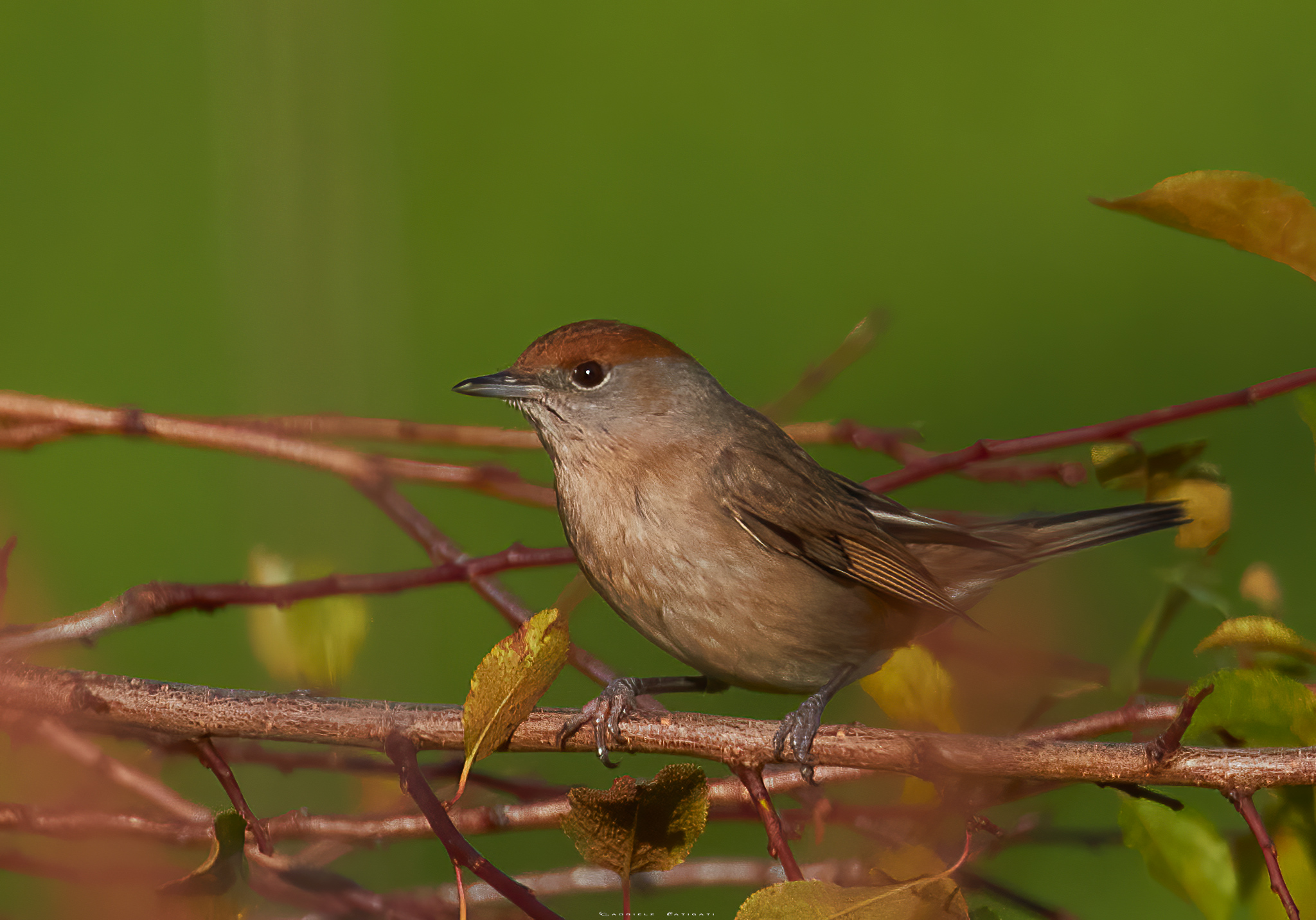 Female haircap