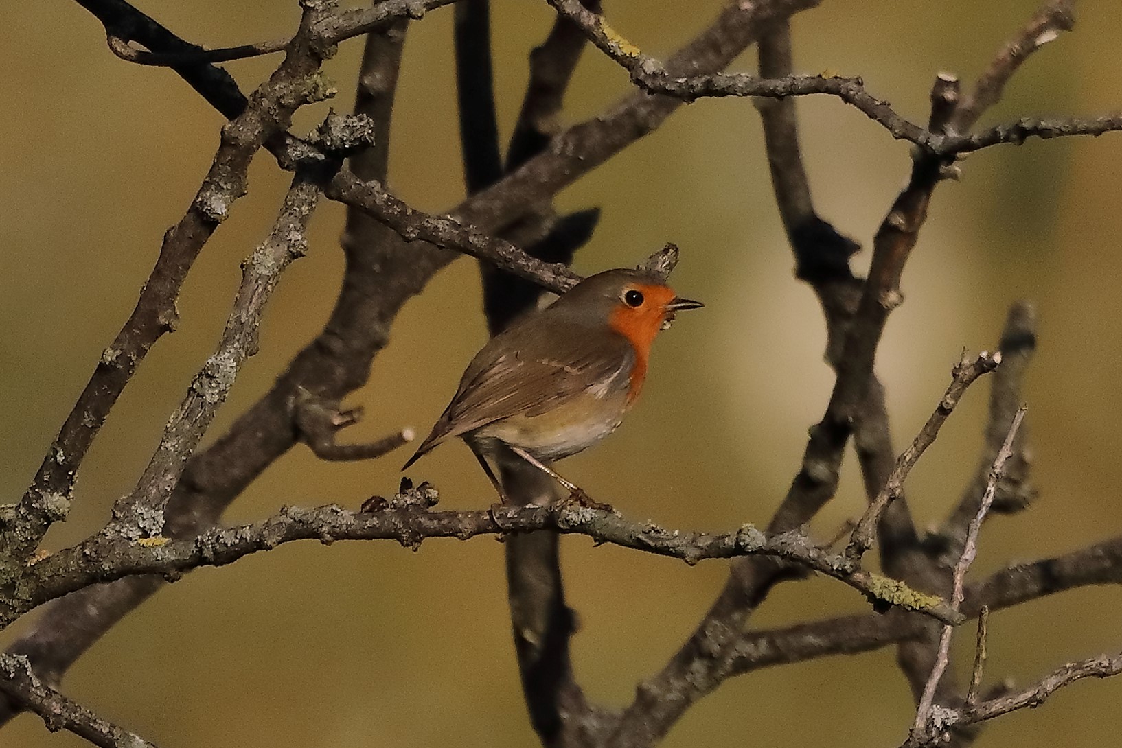 Pettirosso 22-10-2022