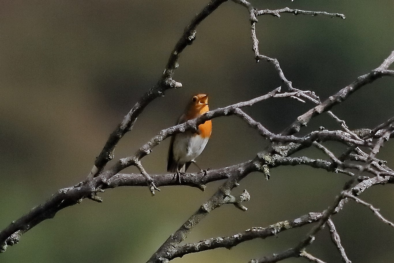 Pettirosso 28 ottobre 2022