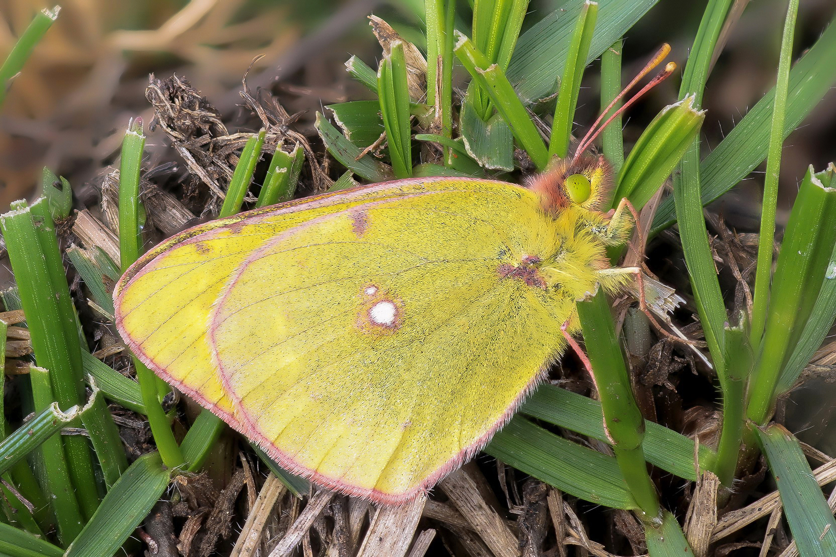 Colias crocea