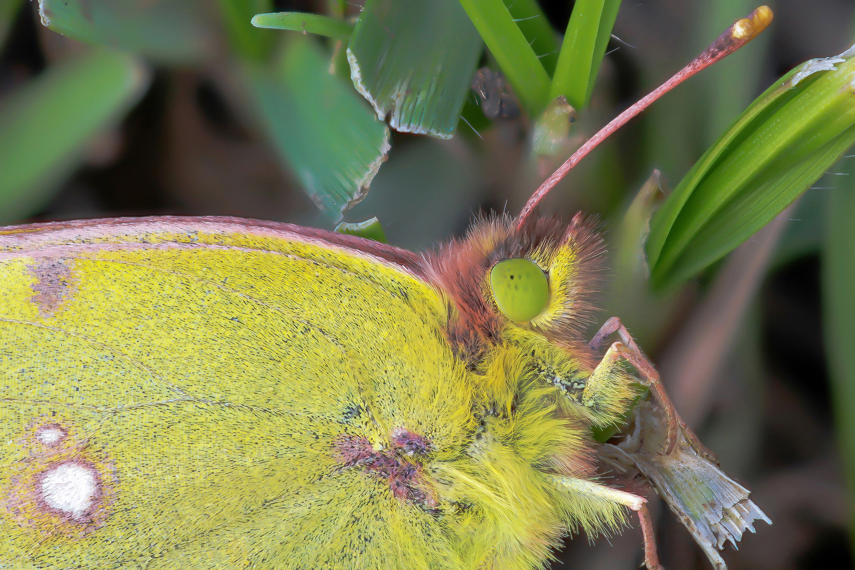 Colias crocea