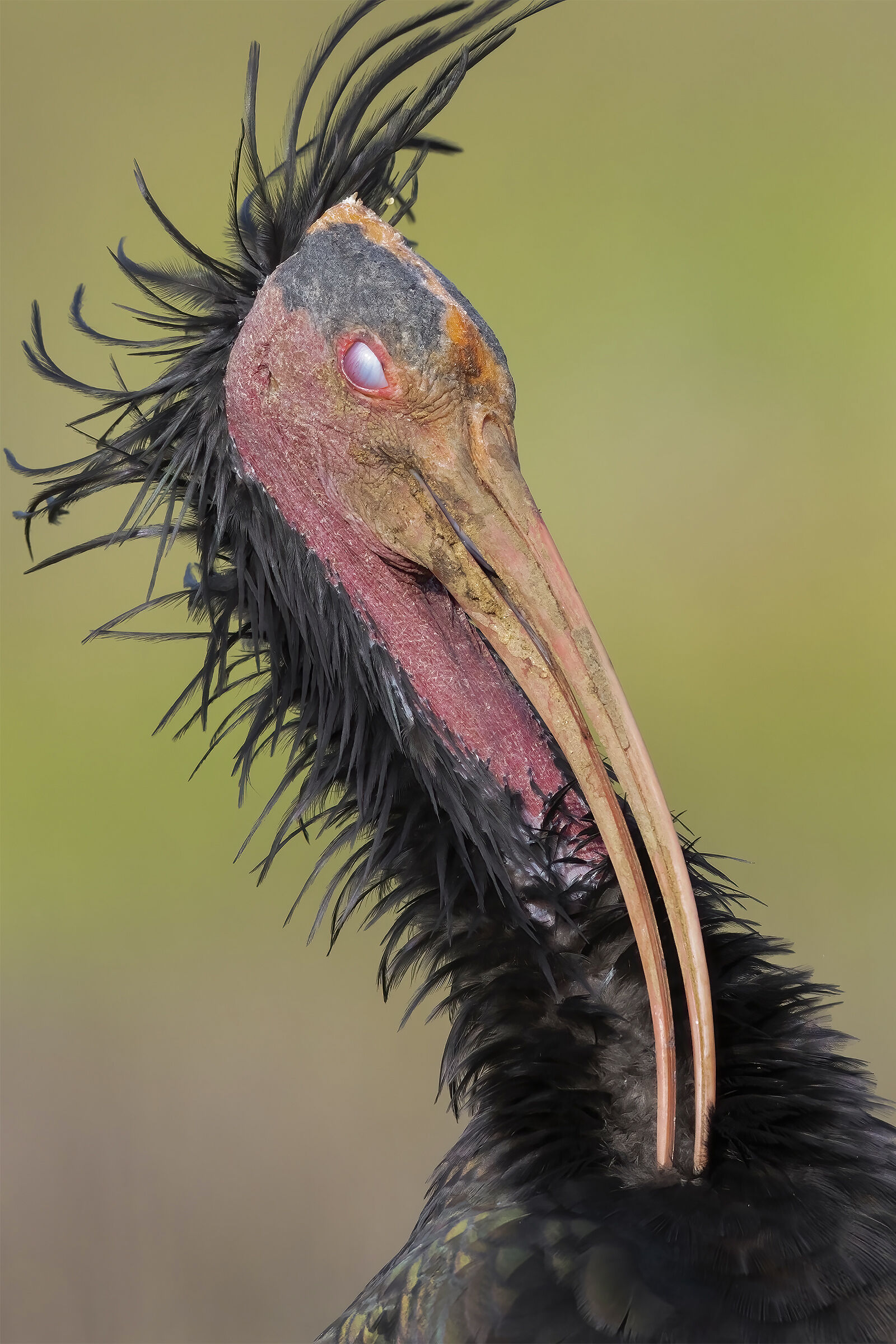 Northern Bald Ibis ...