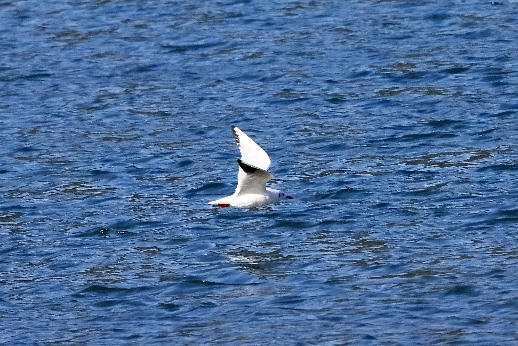 Gabbiano T 29 ottobre 2022