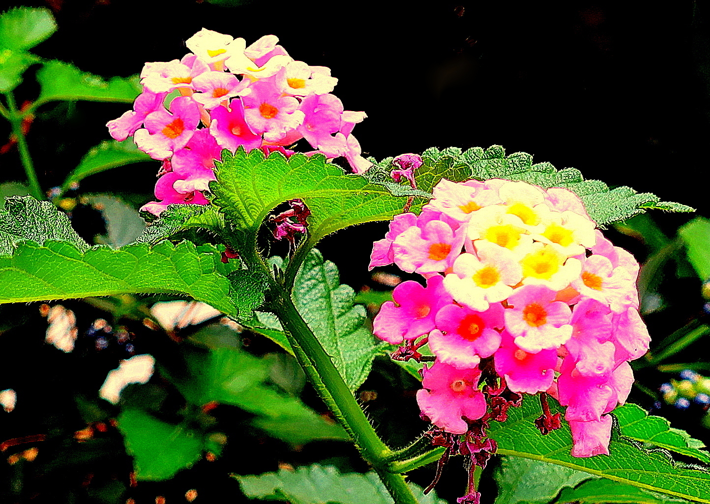 Lantana