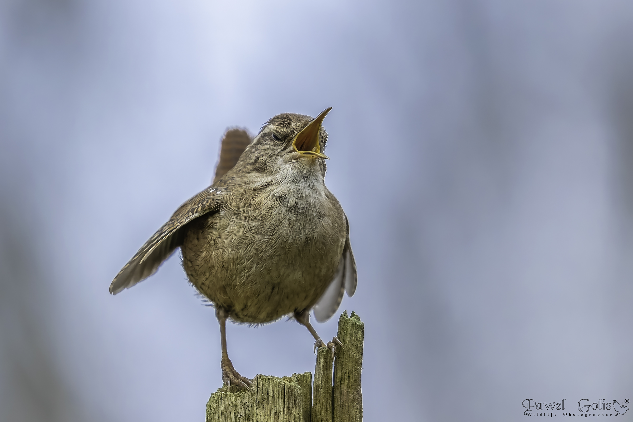 Scricciolo eurasiatico ( Troglodytes troglodytes)
