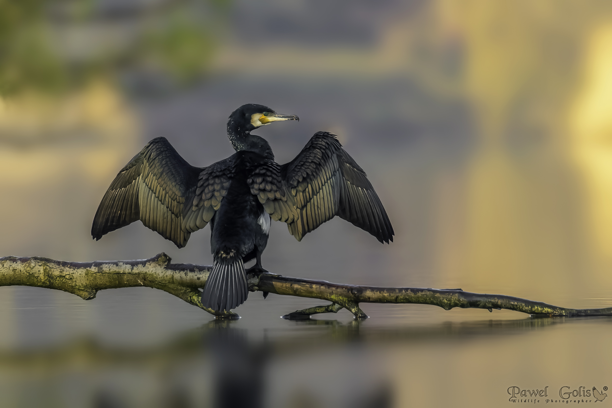 Cormorano maggiore (Phalacrocorax carbo)