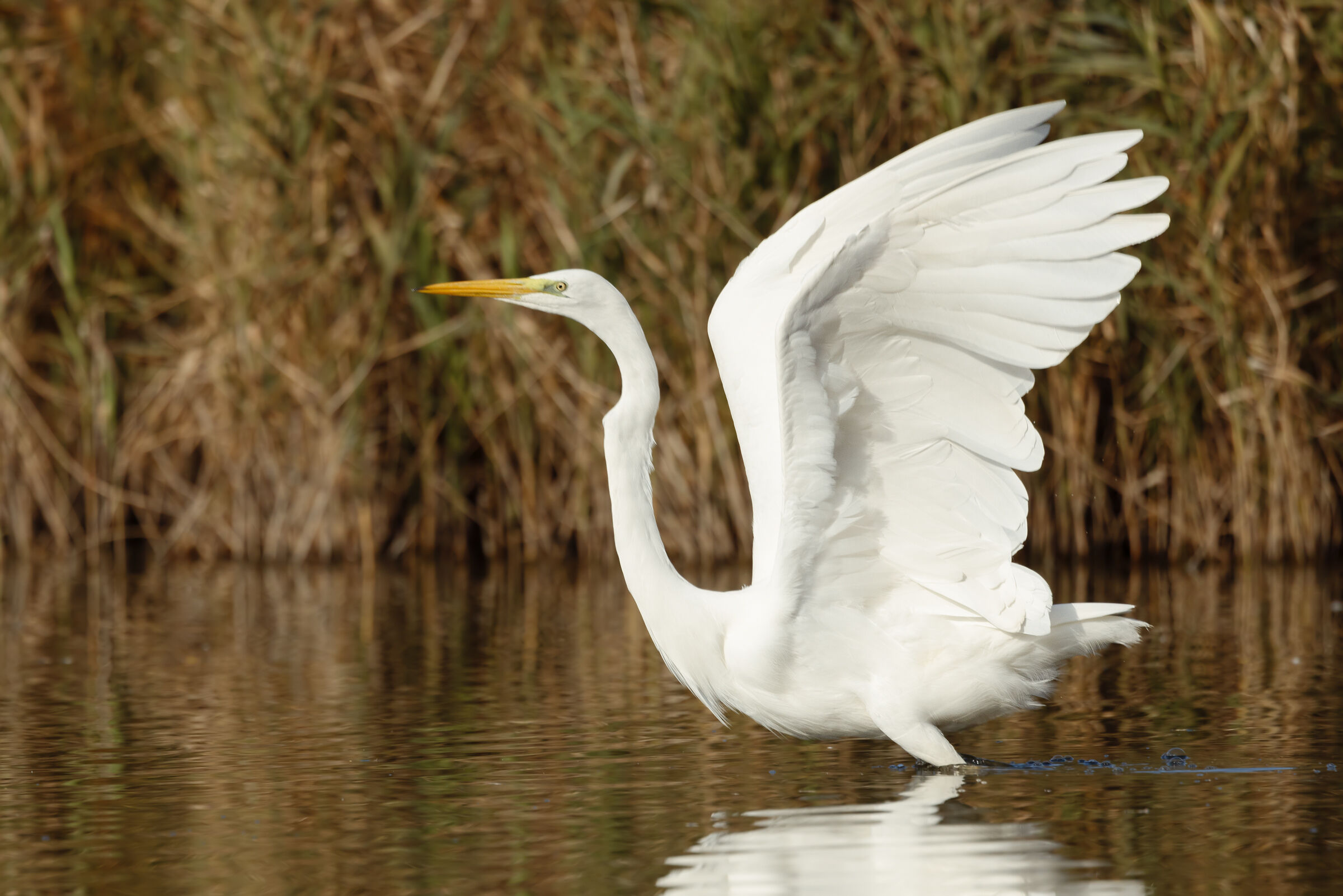 Great white heron
