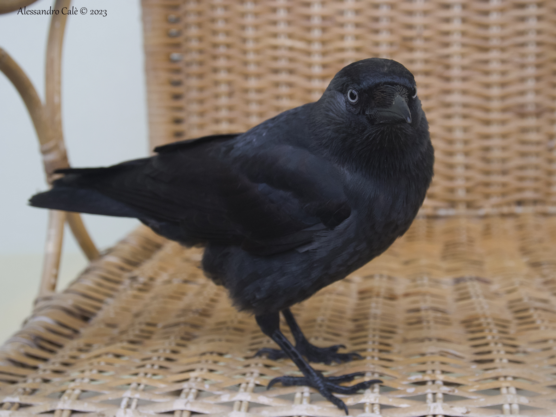 Coloeus monedula (Taccola) 9060