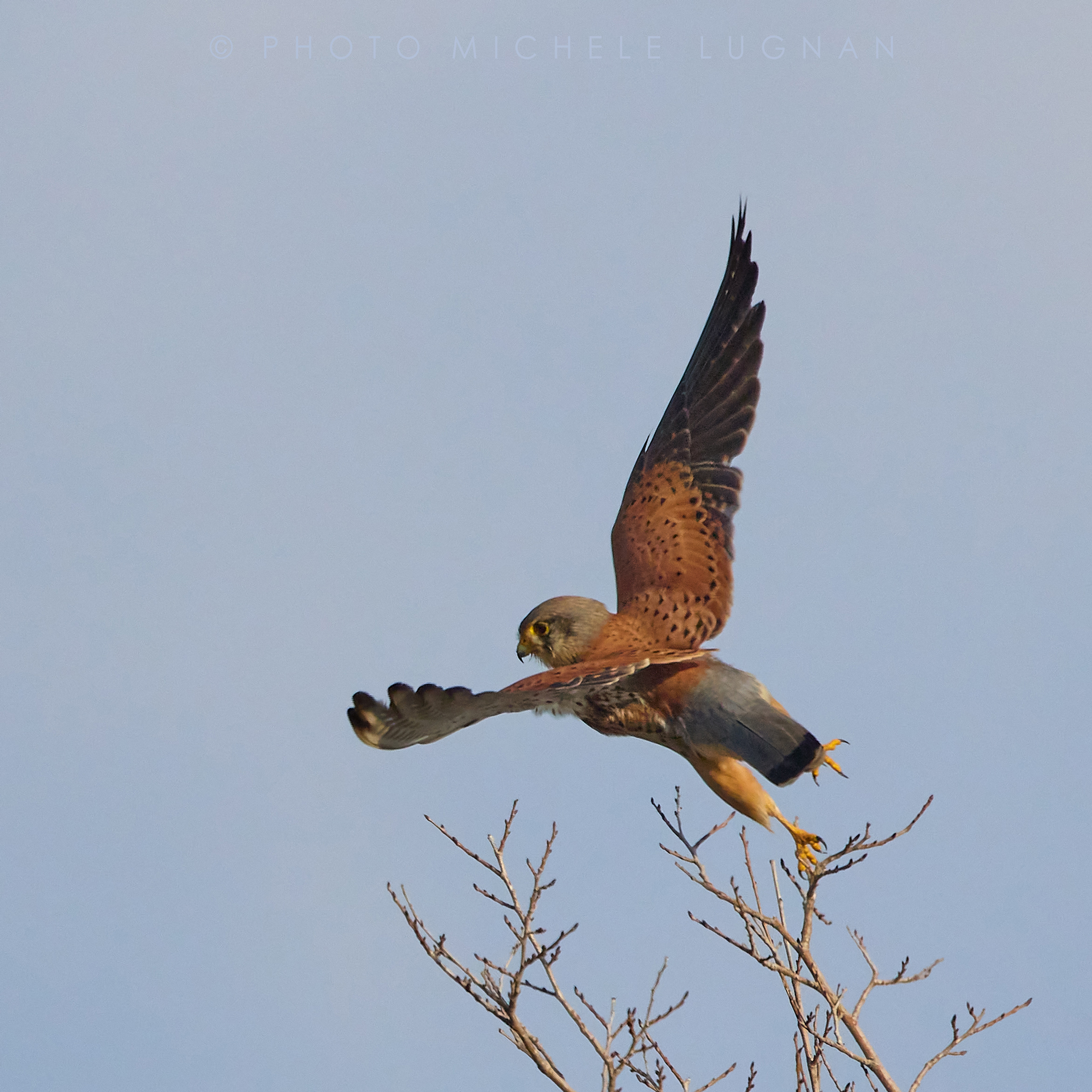 The detachment of the kestrel (Falco tinnunculus)