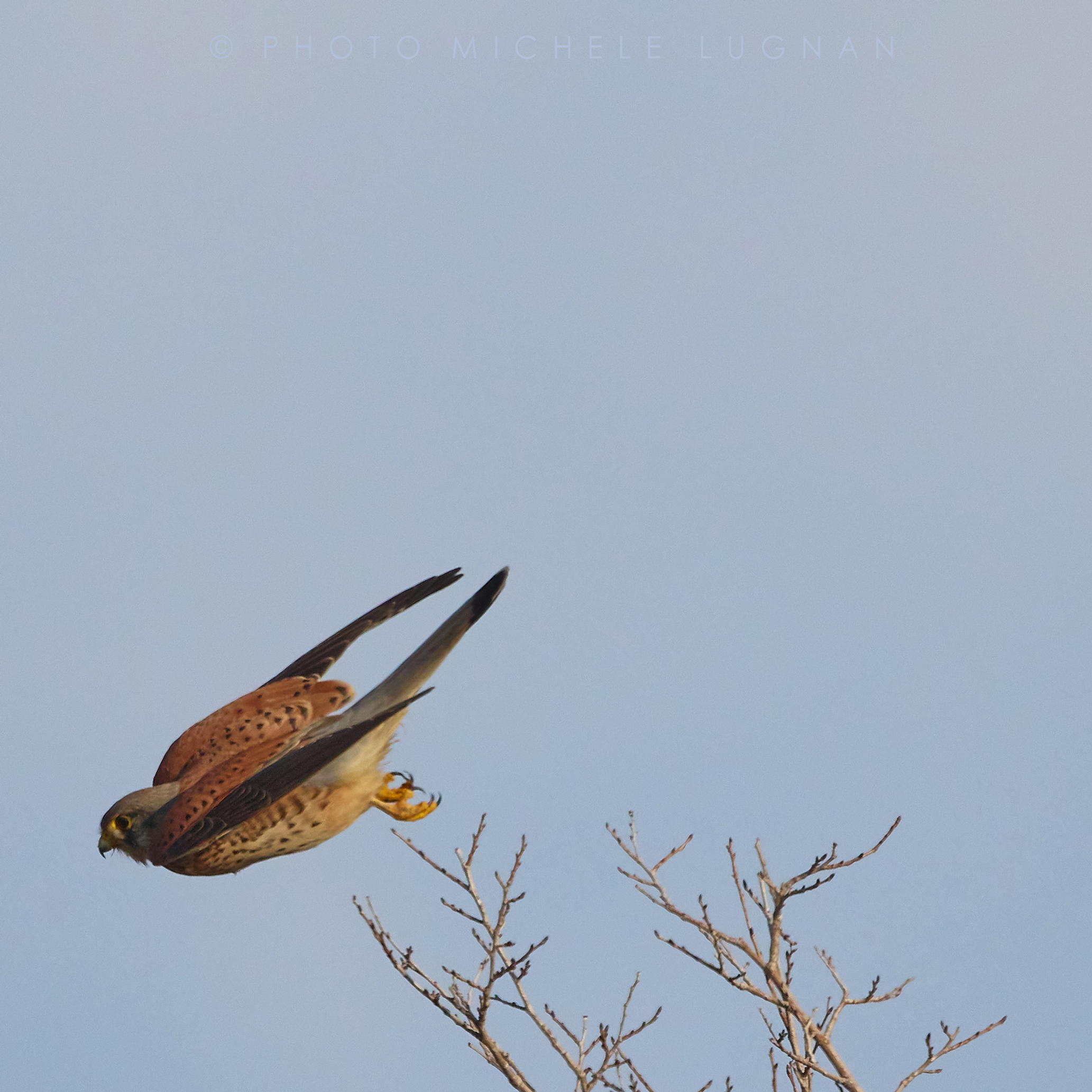 The detachment of the kestrel (Falco tinnunculus)