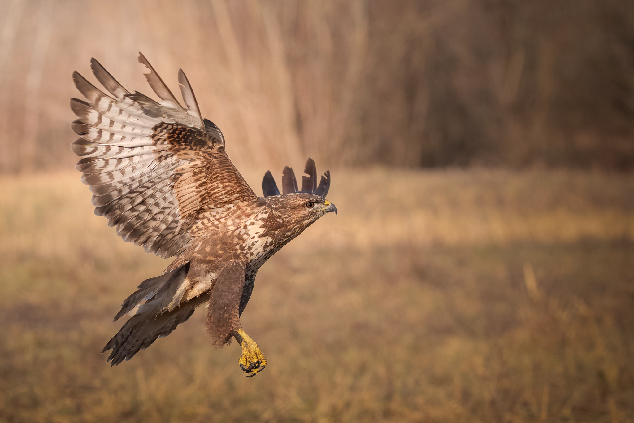 Buzzard in flight