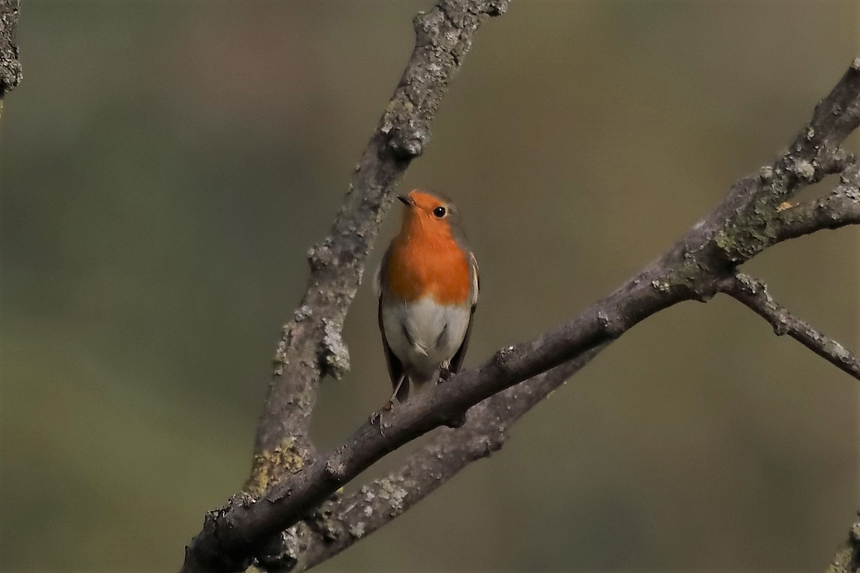 Pettirosso 17-10-2022