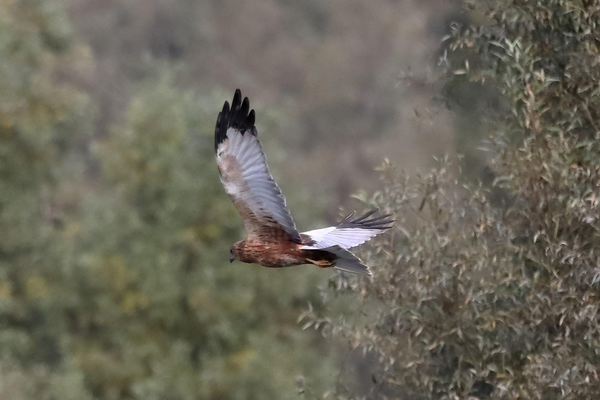 Falco di palude 12-10-2022