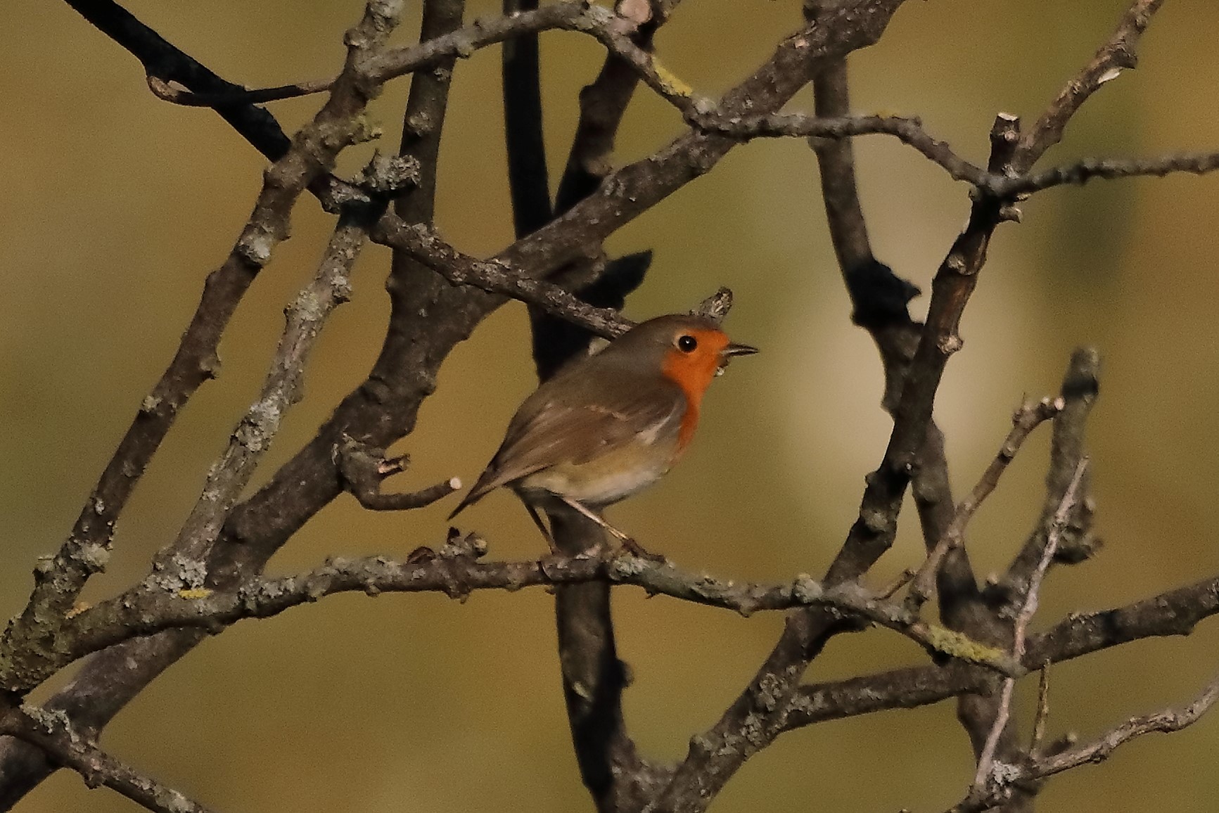 Pettirosso 22-10-2022