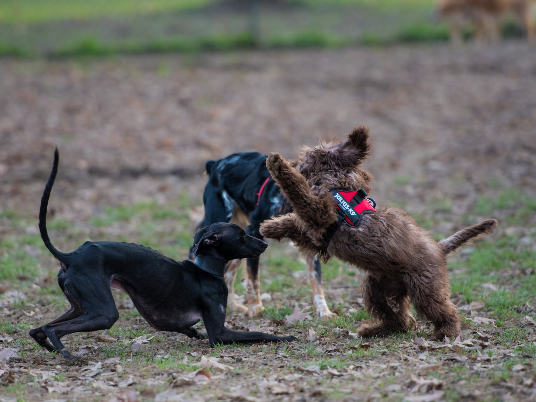 Incoronazione canina