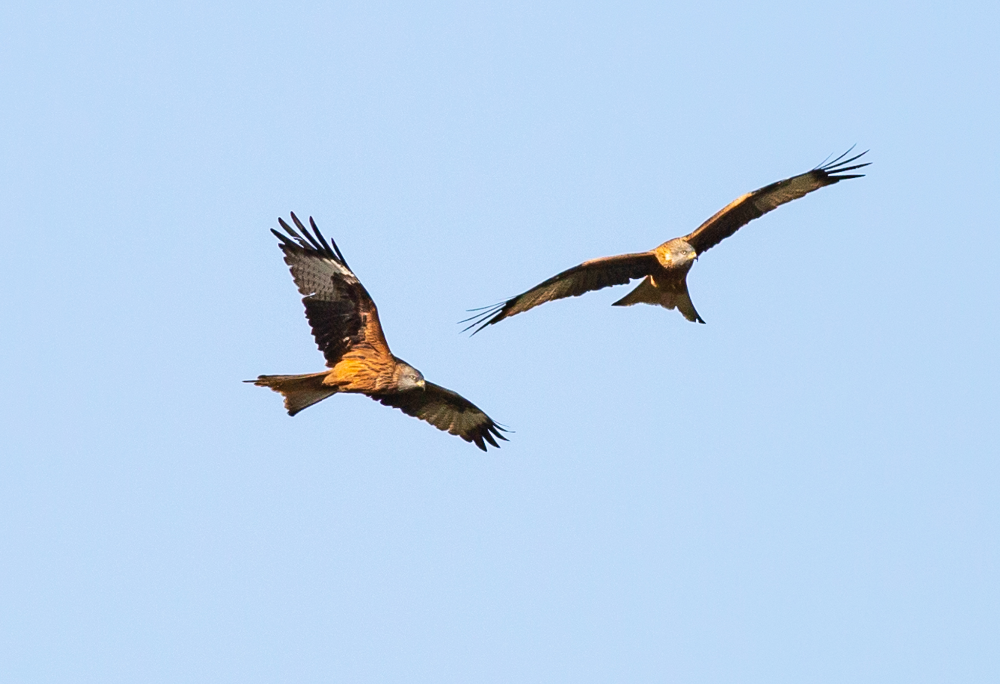 PAIR OF KITE R.