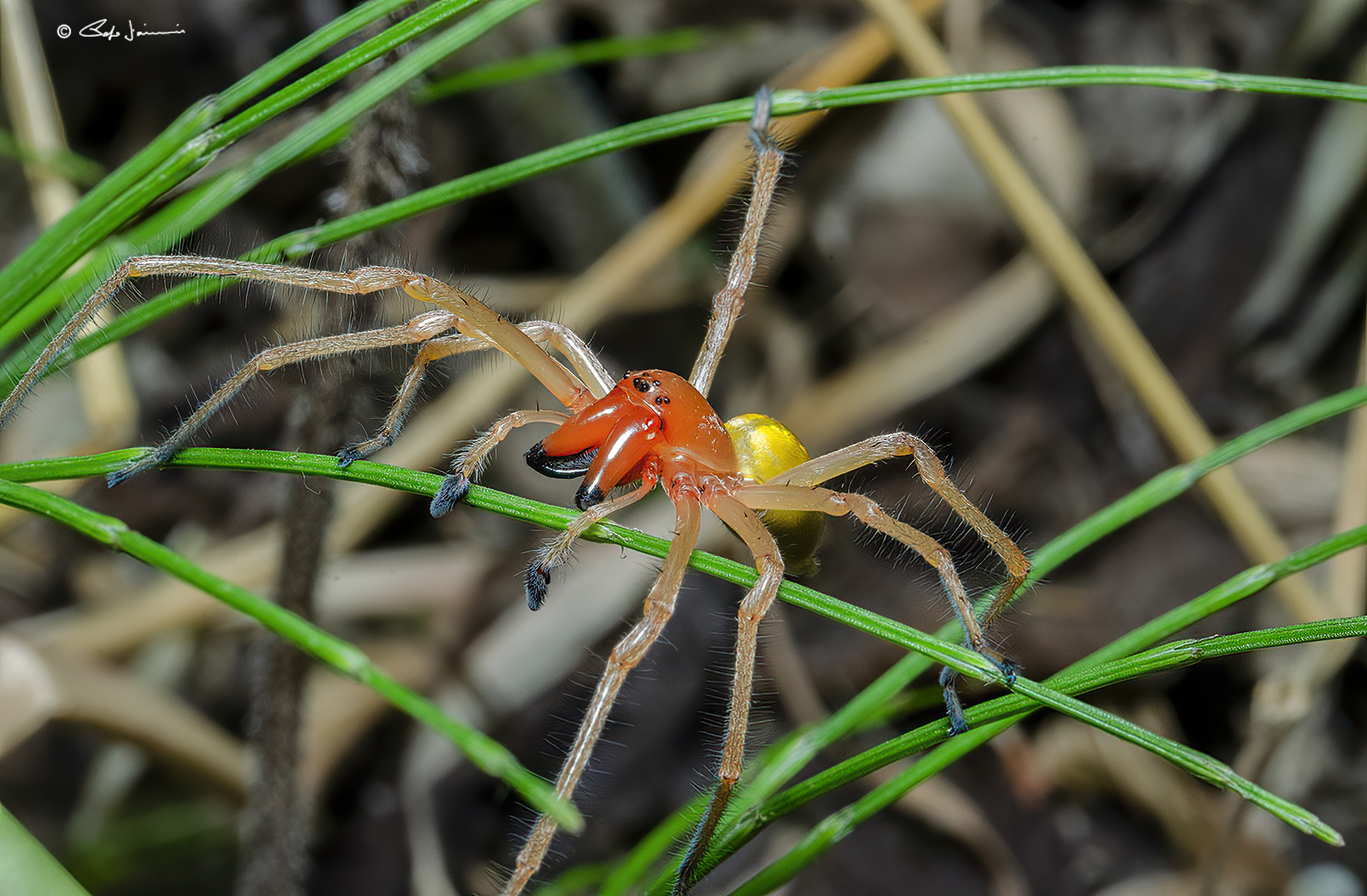 Maschio di. Cheiracanthium punctorium