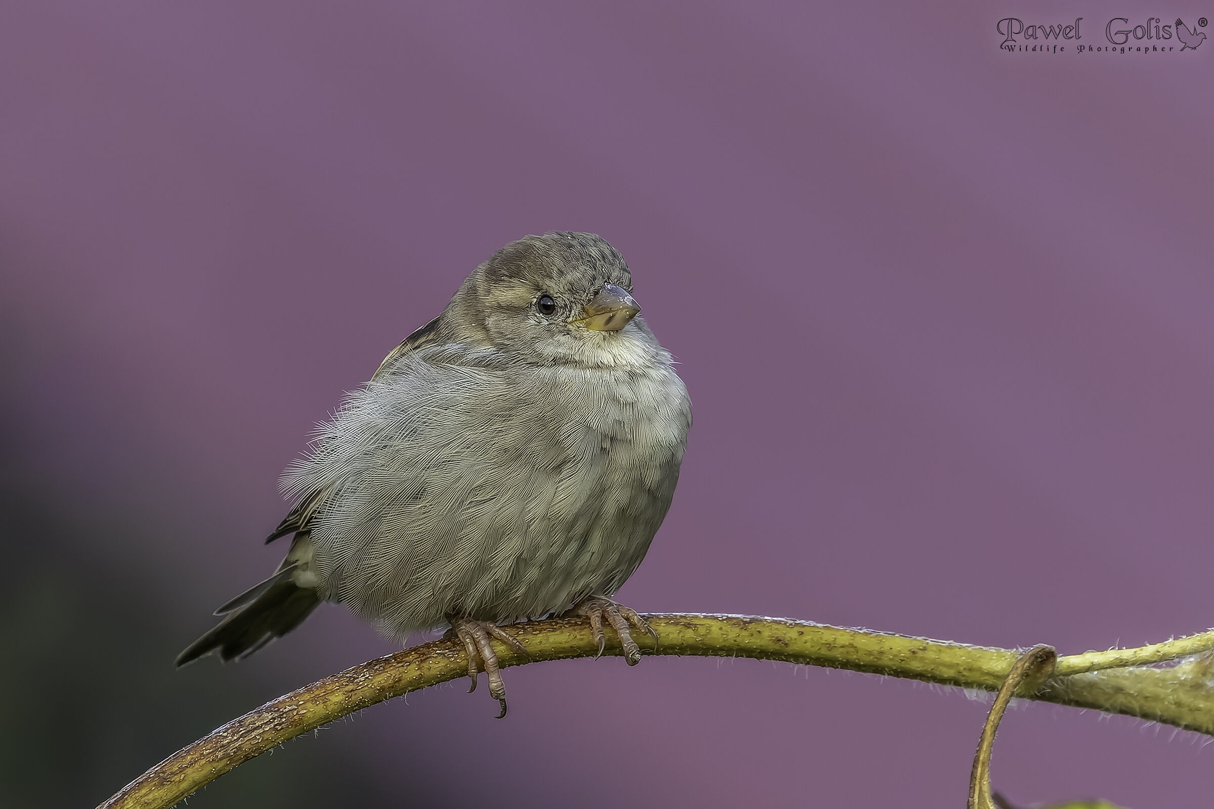 Passero domestico (Passer domesticus)