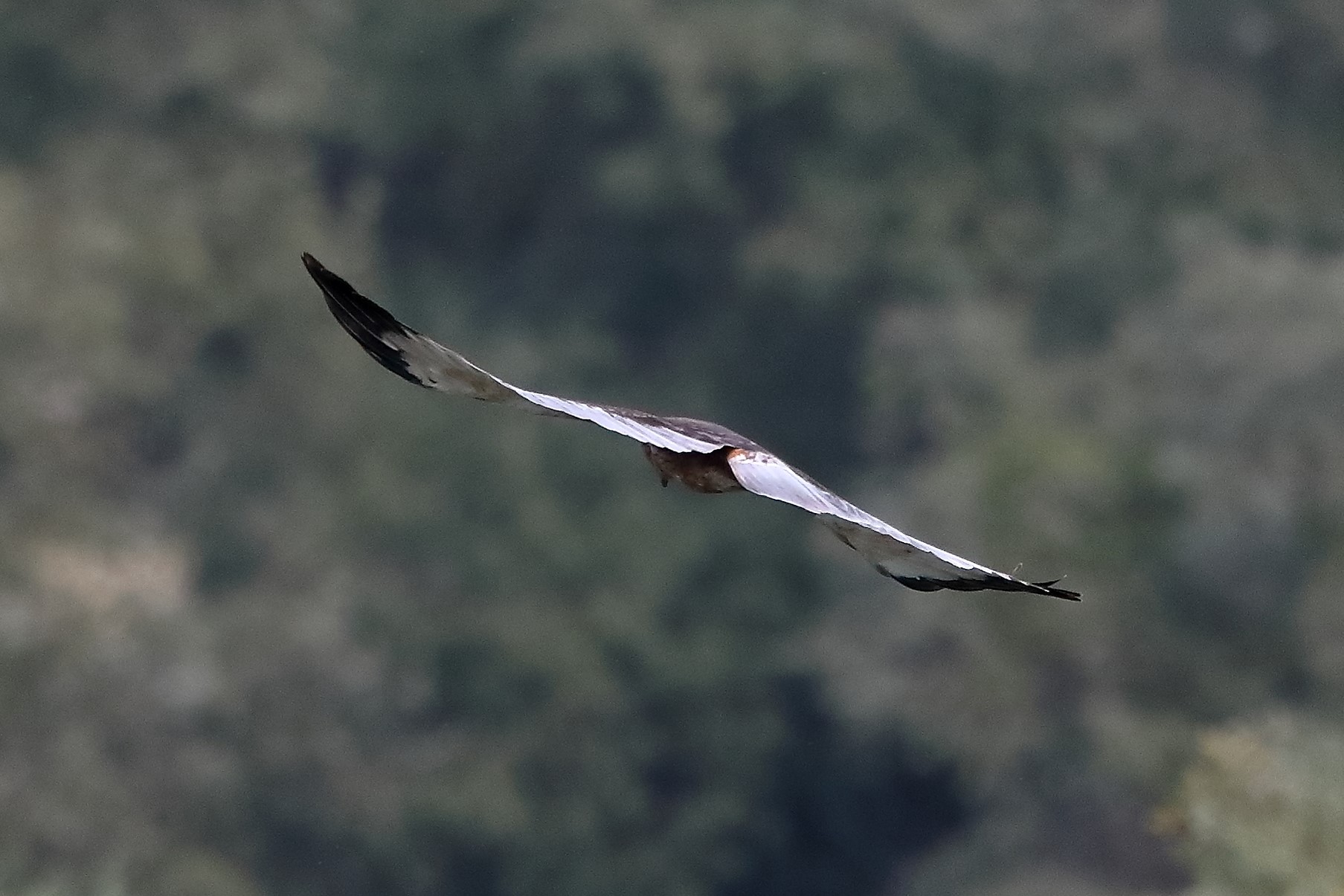 Falco di palude 12-10-2022