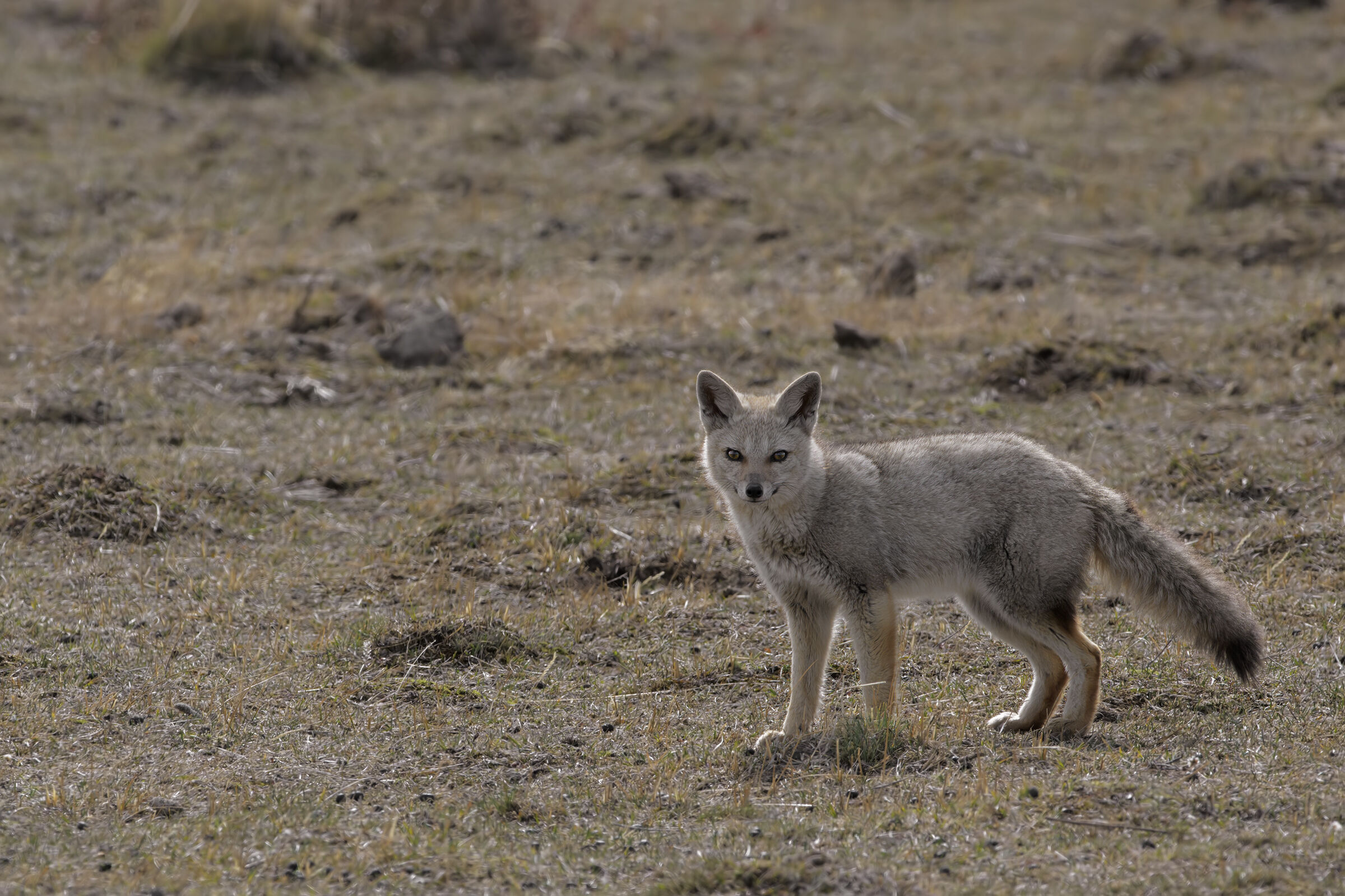 Volpe Grigia Argentina