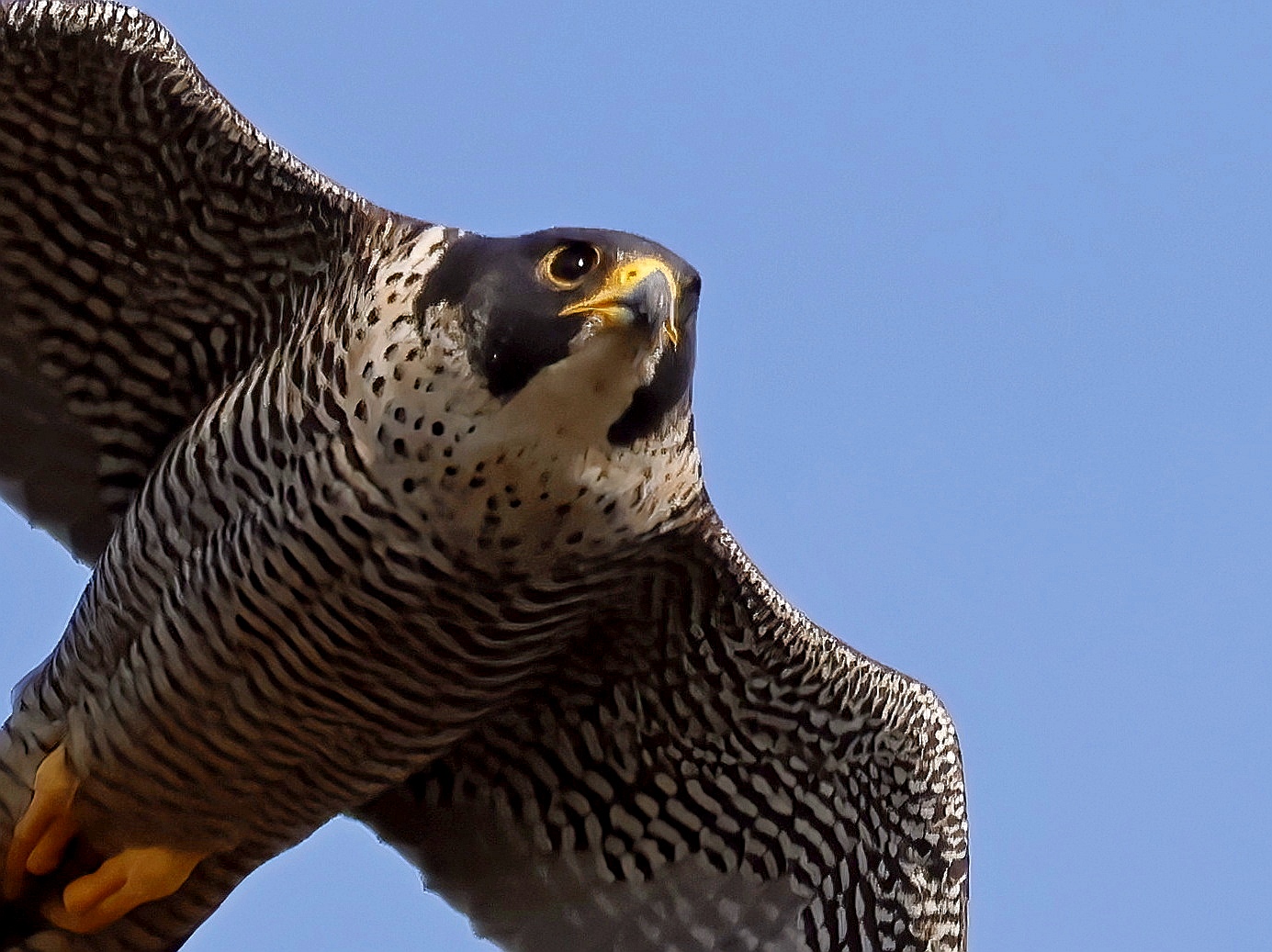 Falco pellegrino in primo piano