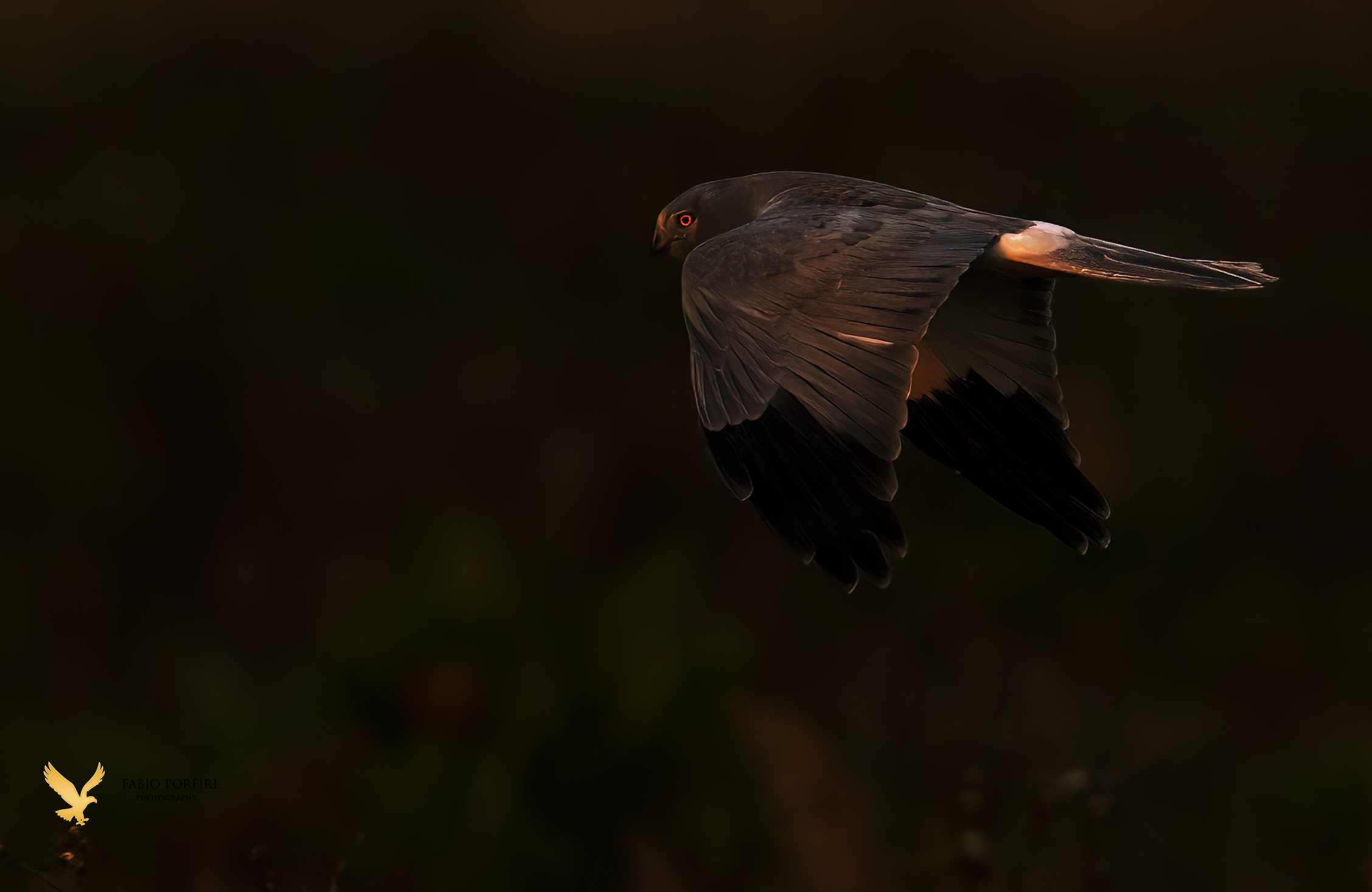 l' ultima luce della sera