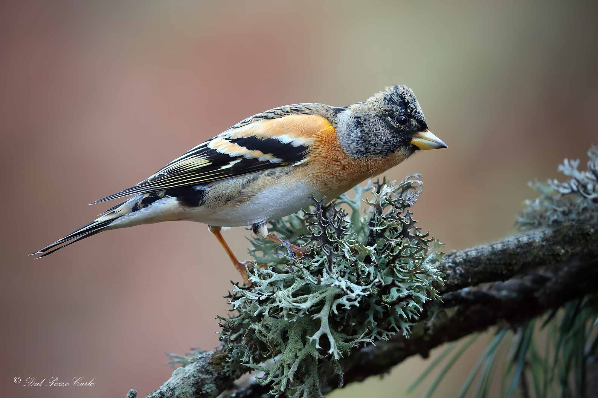 Brambling