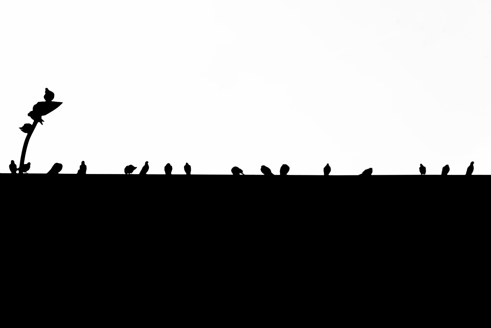 Waiting birds