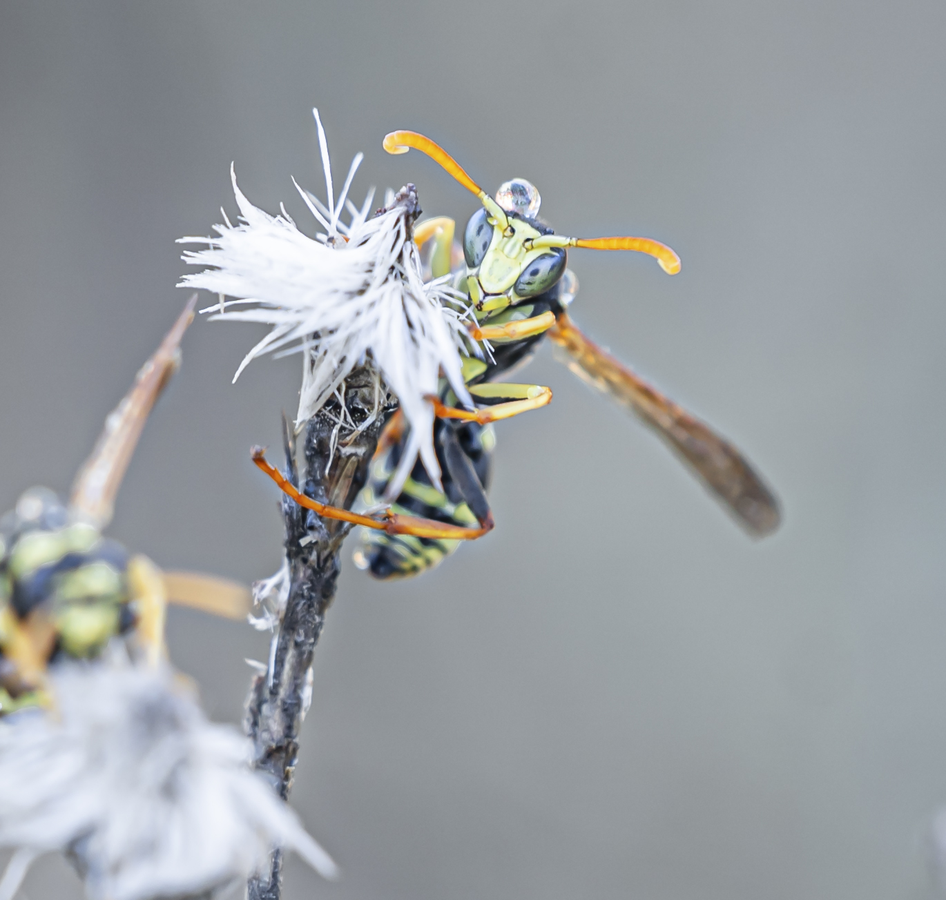 Wasp