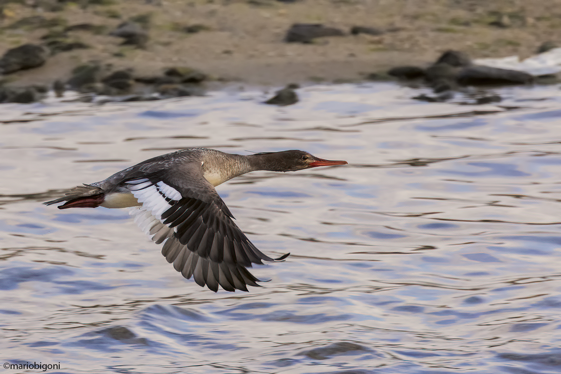Red-breasted merganser
