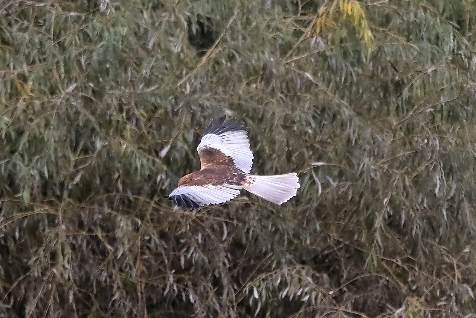 Falco di palude 12-10-2022