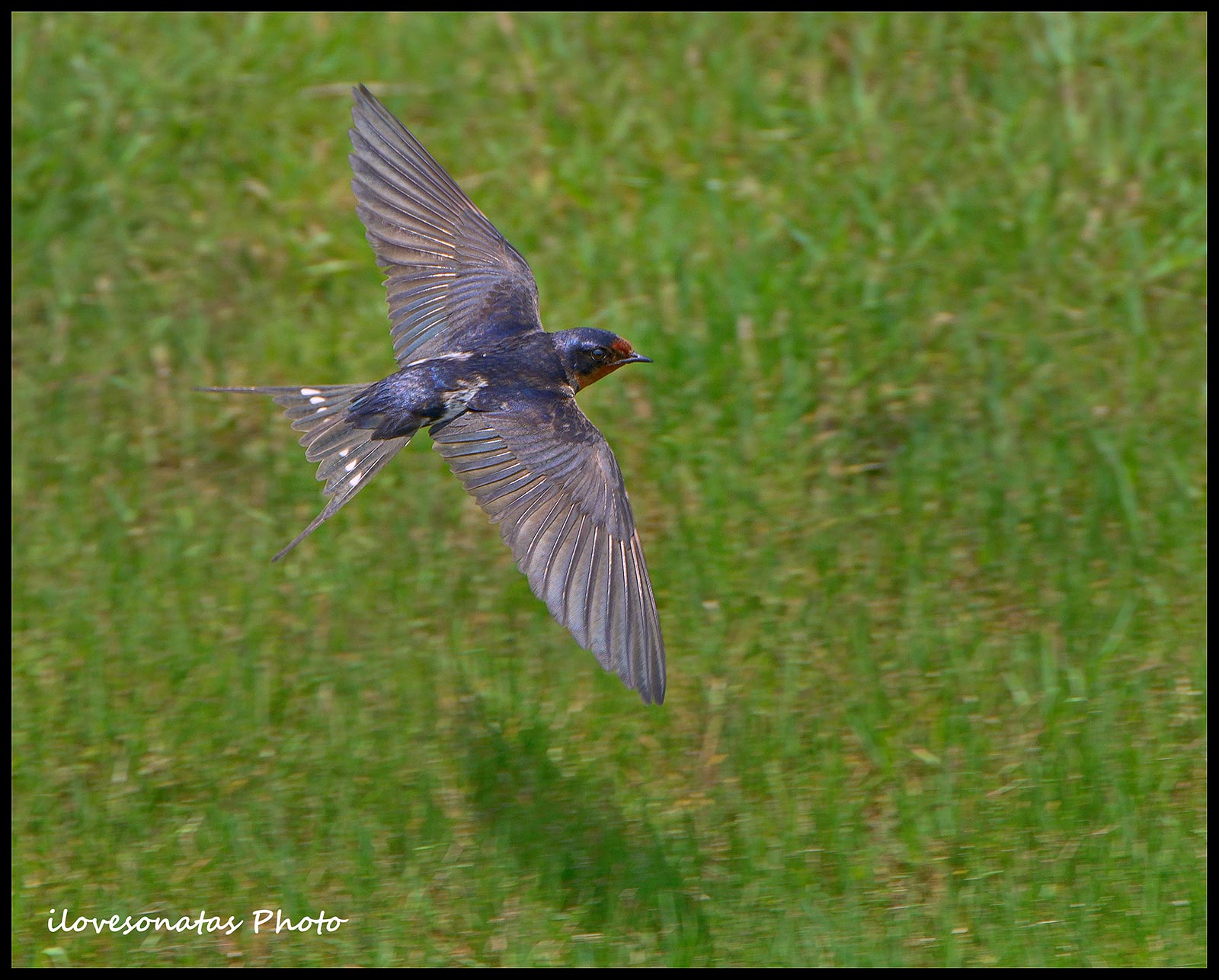 Flight of the hunting swallow