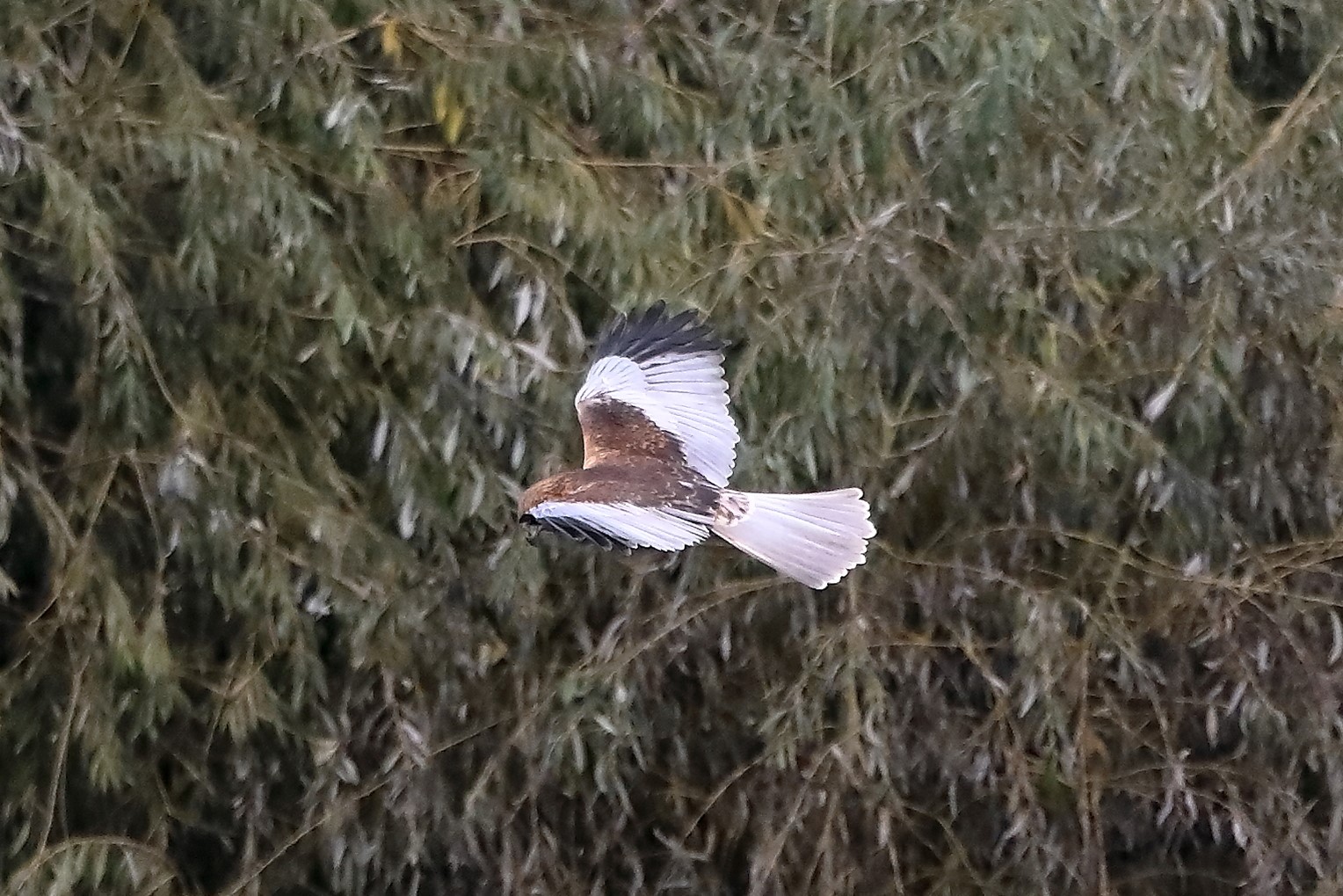 Falco di palude 12-10-2022