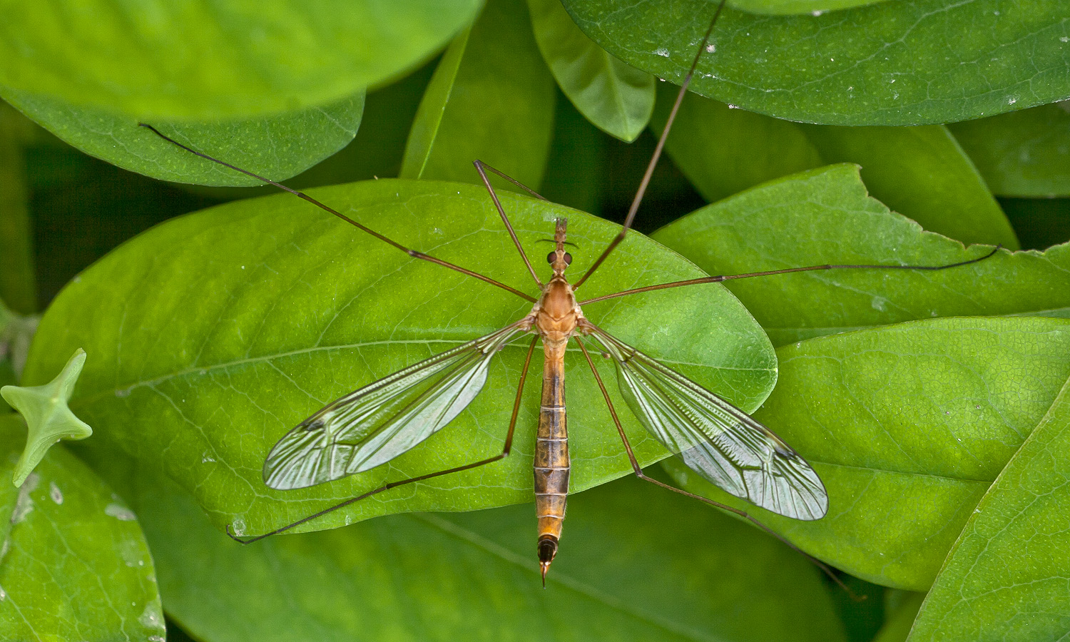 Zanzarona sconosciuta