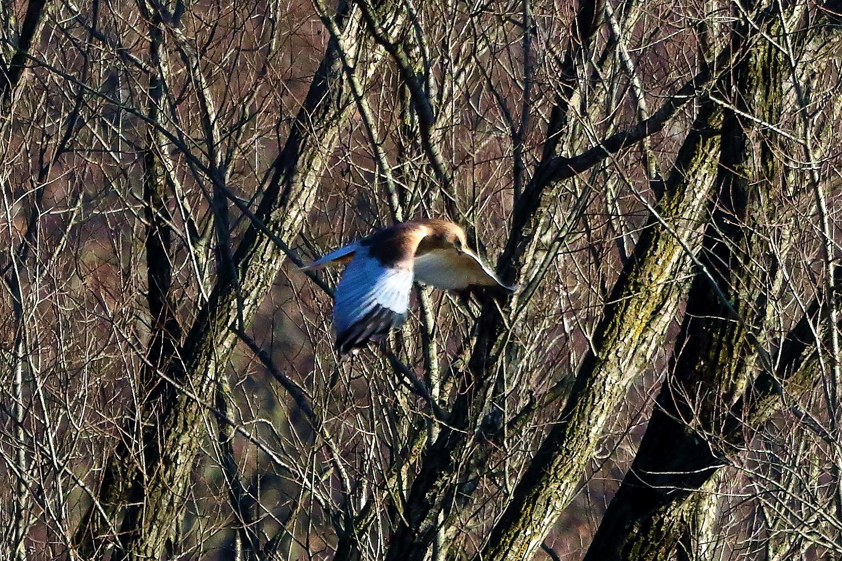 Falco di palude 12 dicembre 2022