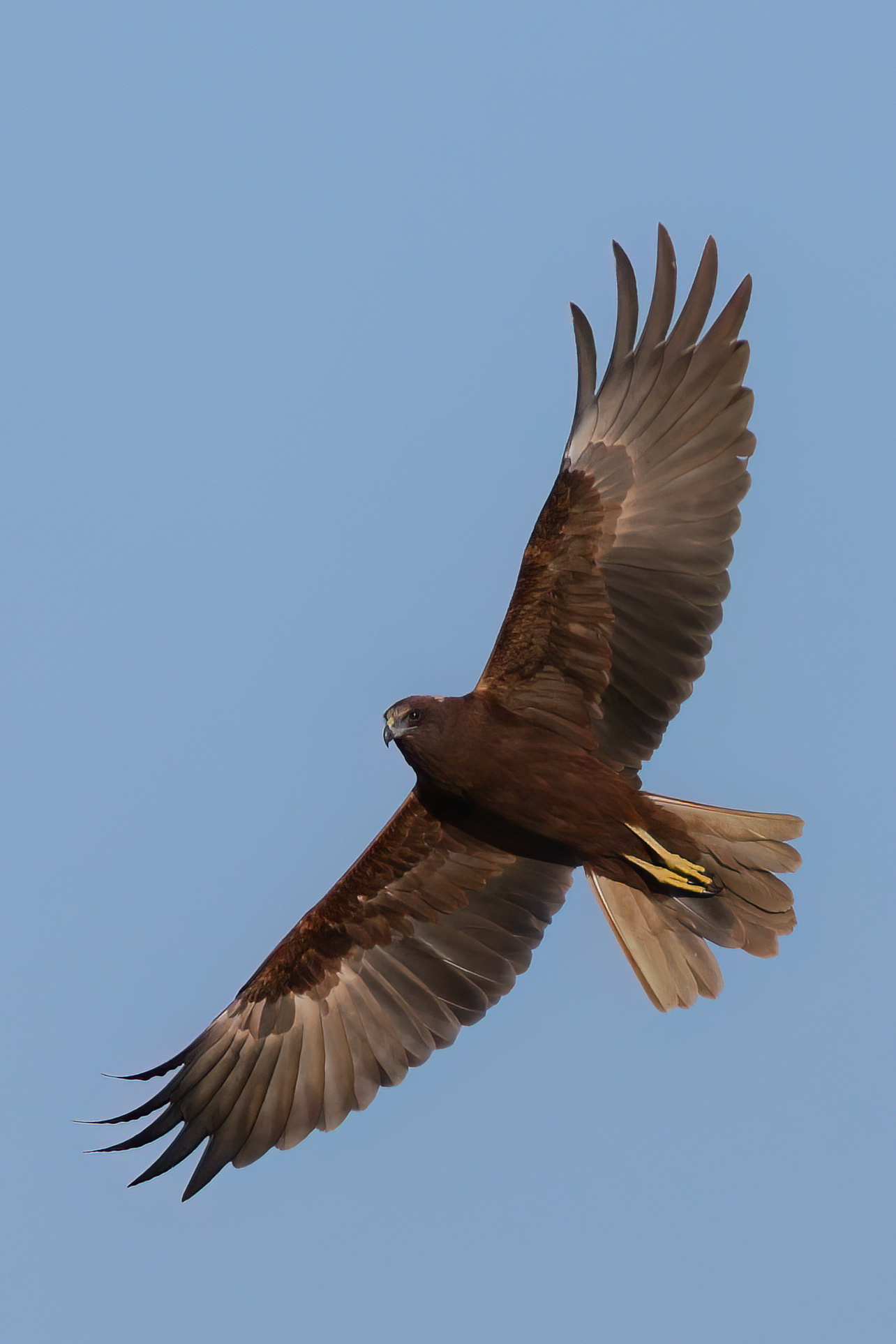 Marsh harrier