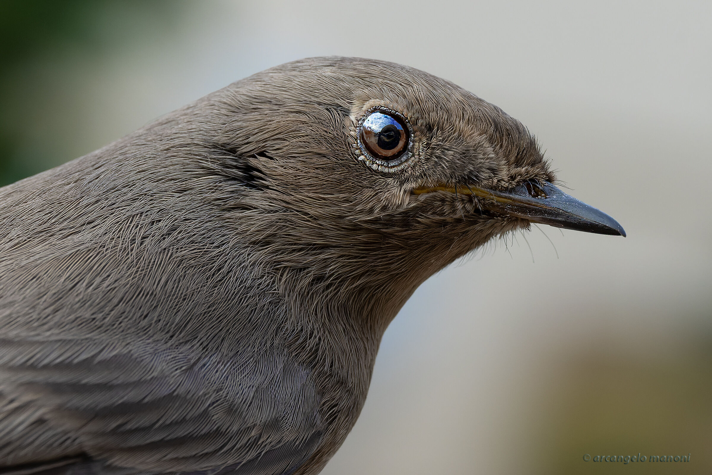 My shed in your eyes
