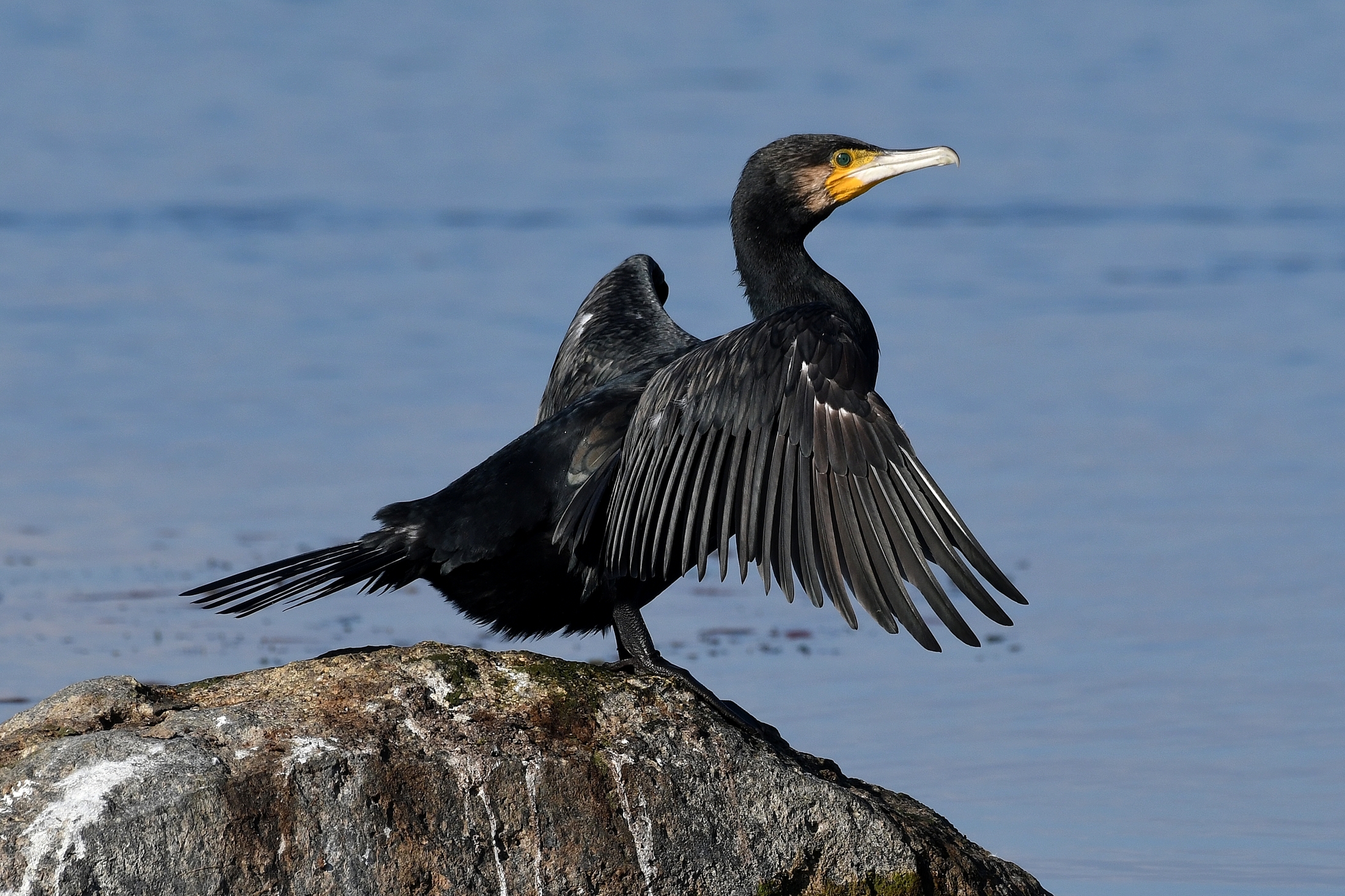 Phalacrocorax carbo