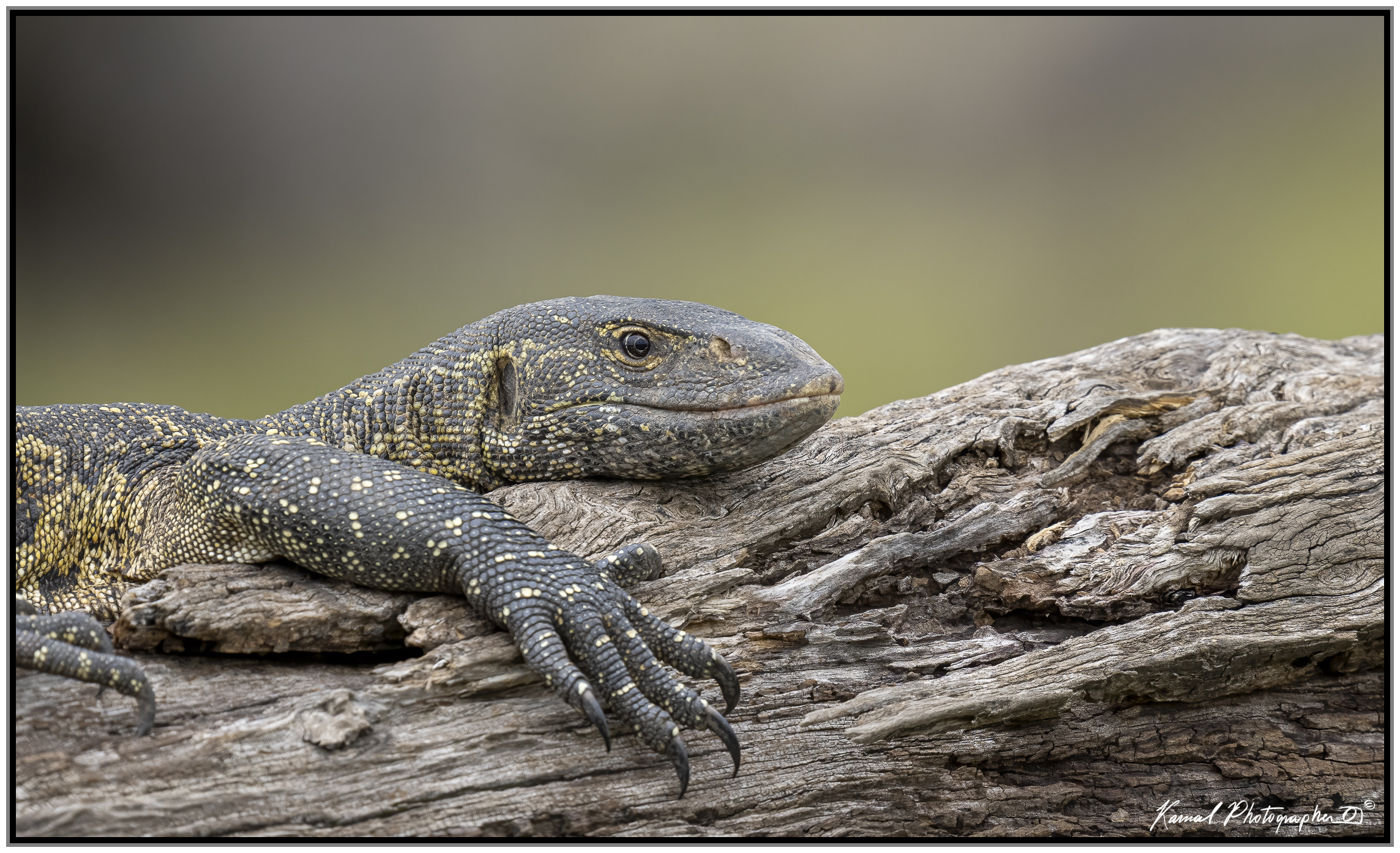 Nile monitor