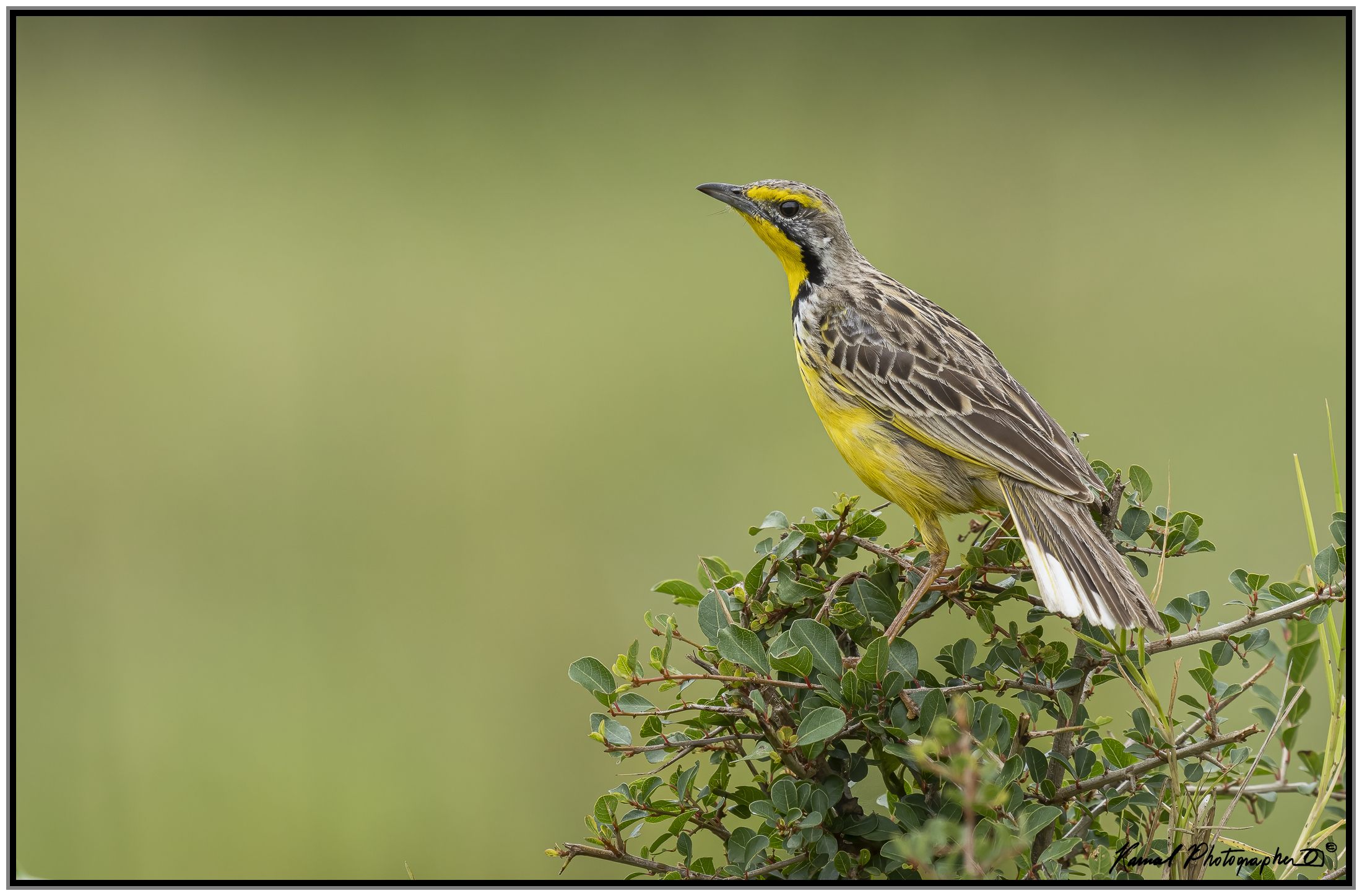 Yellow-throated longclaw