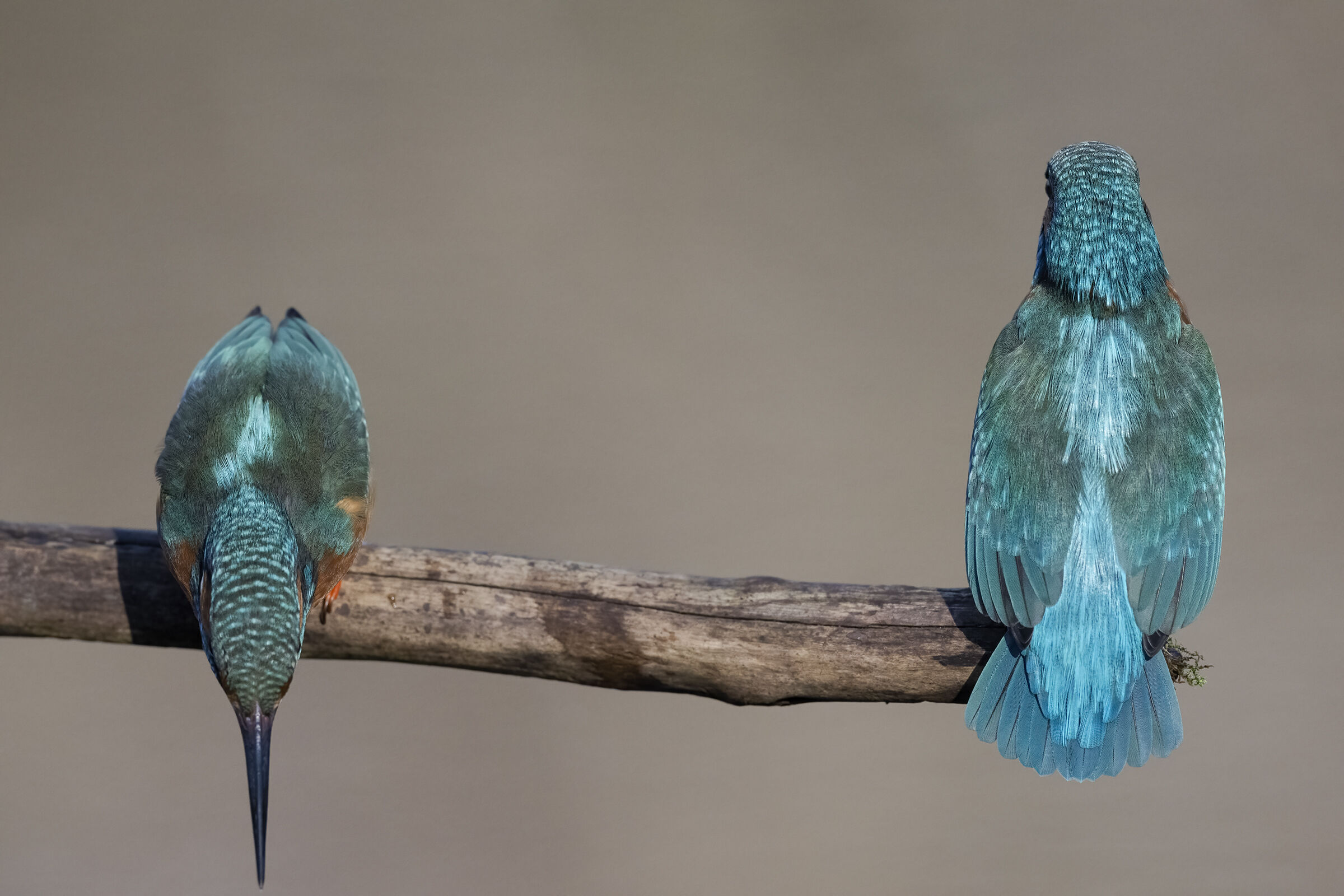 Martin pescatore (Alcedo atthis)