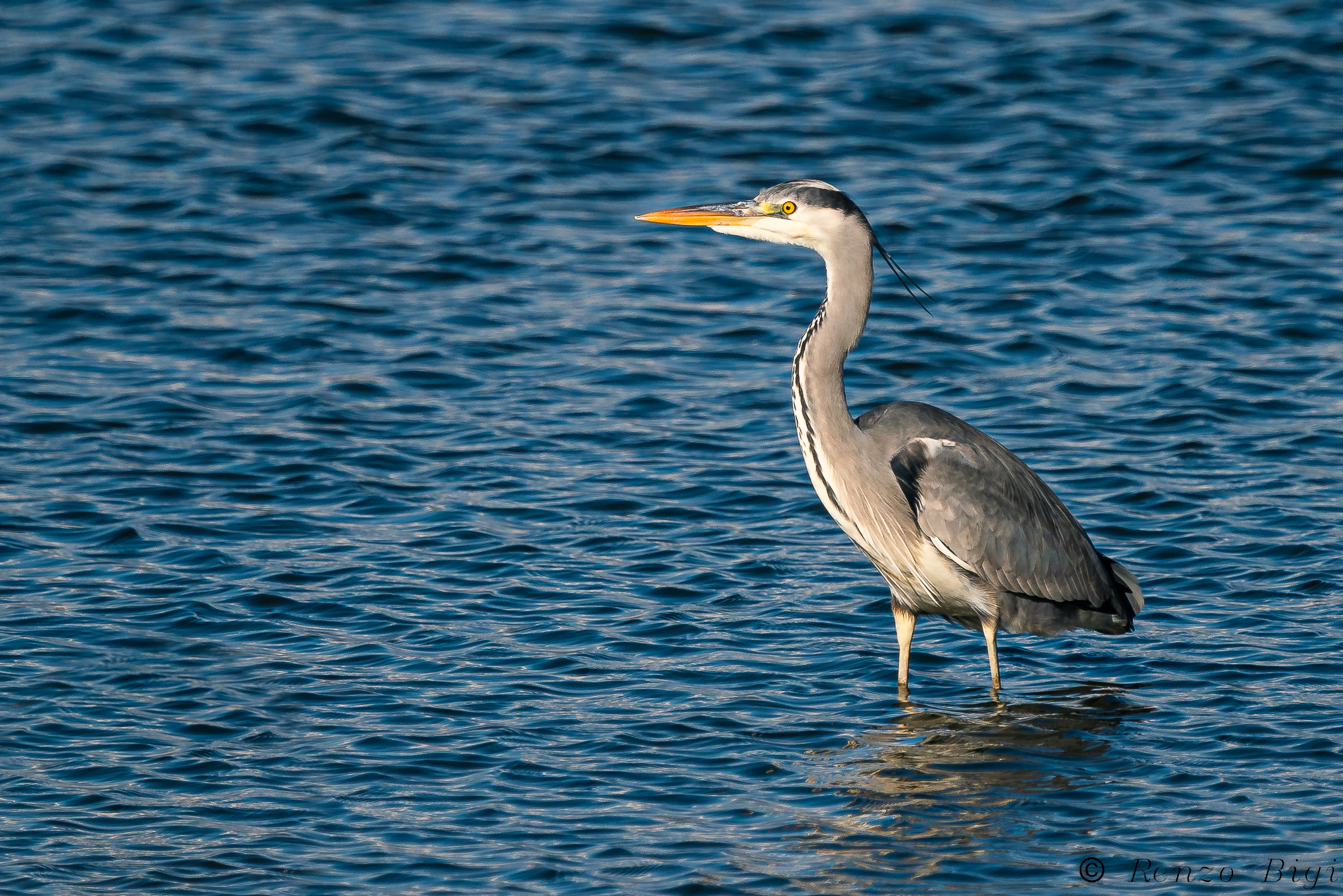 Grey heron