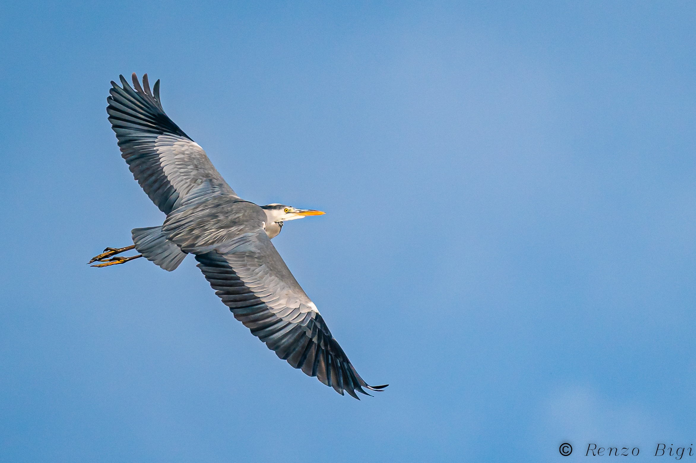 Grey heron