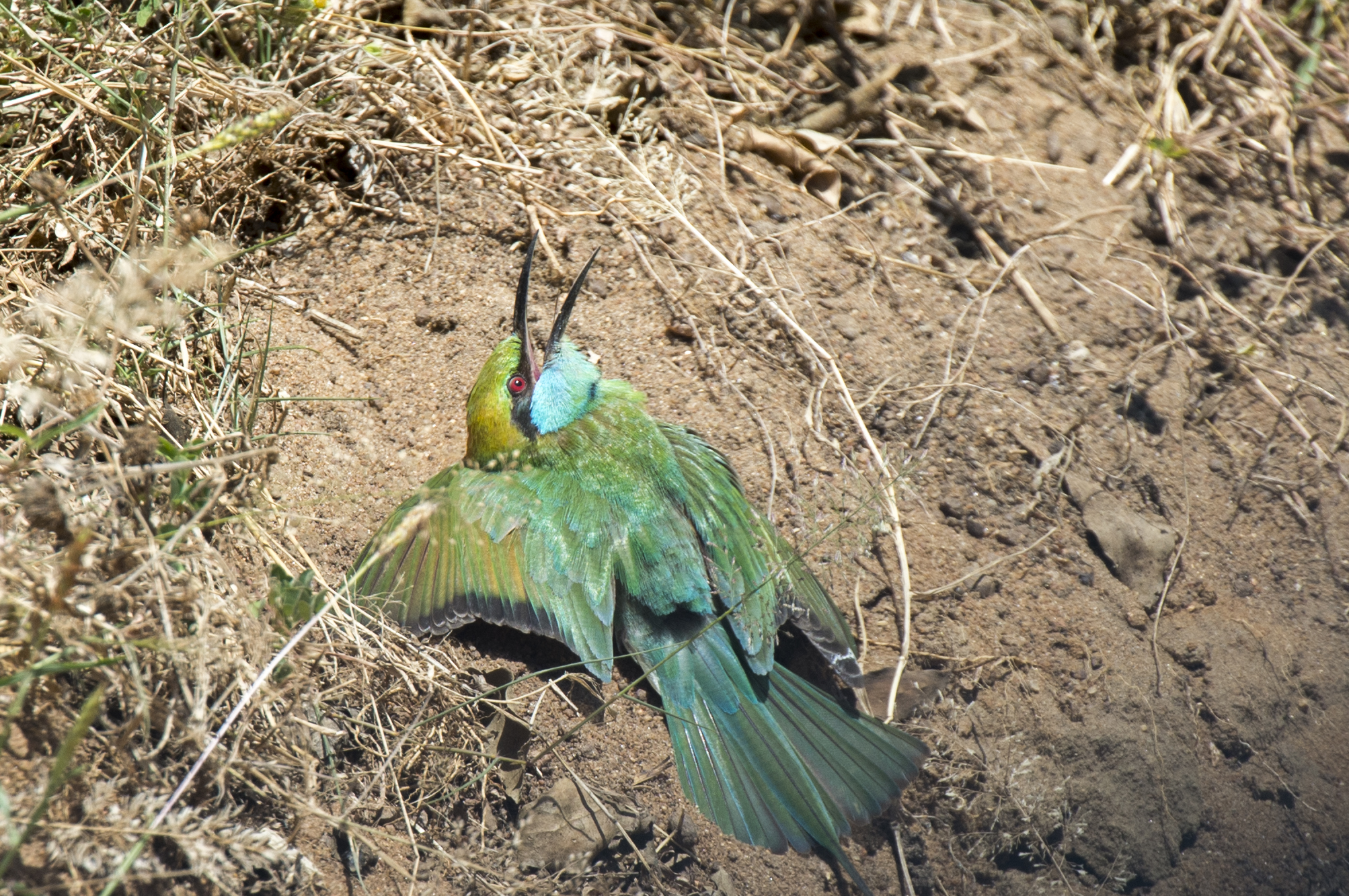 Little Green Bee-eater on ground