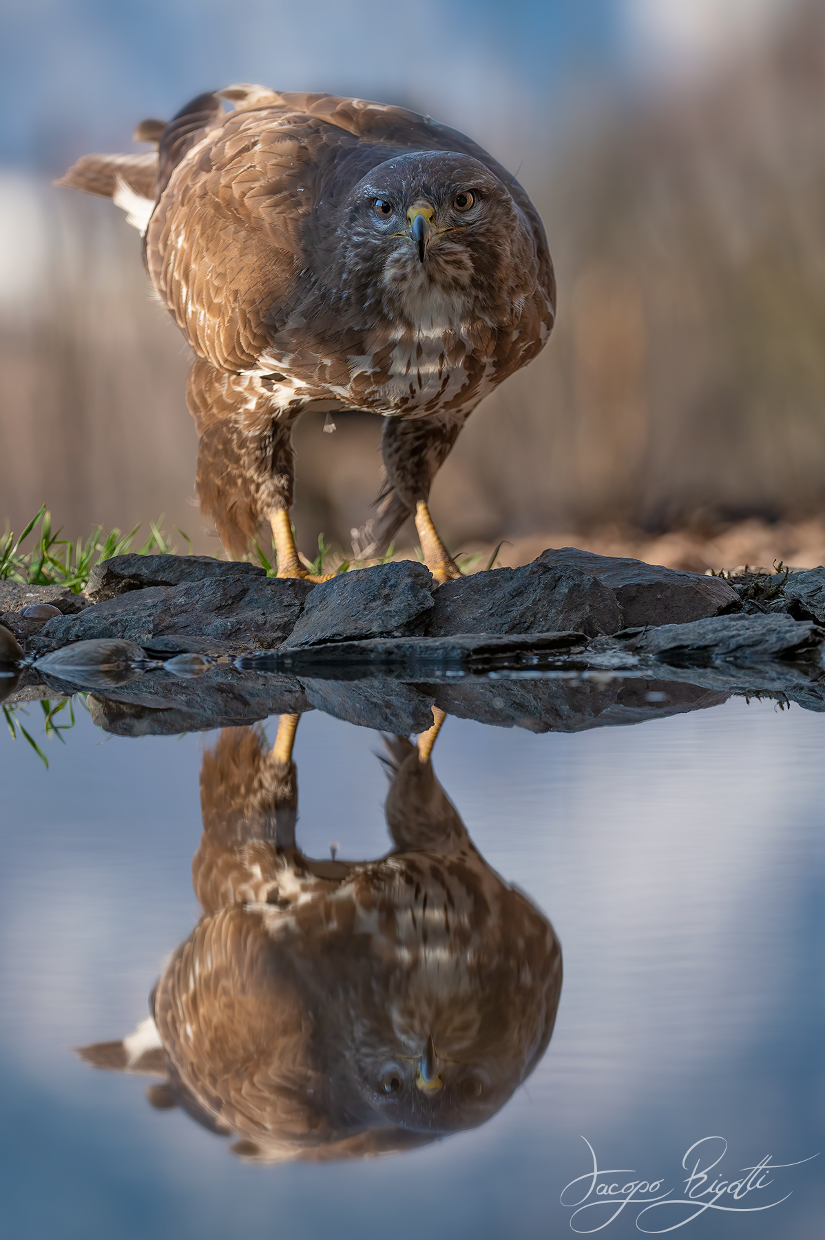 Poiana allo specchio