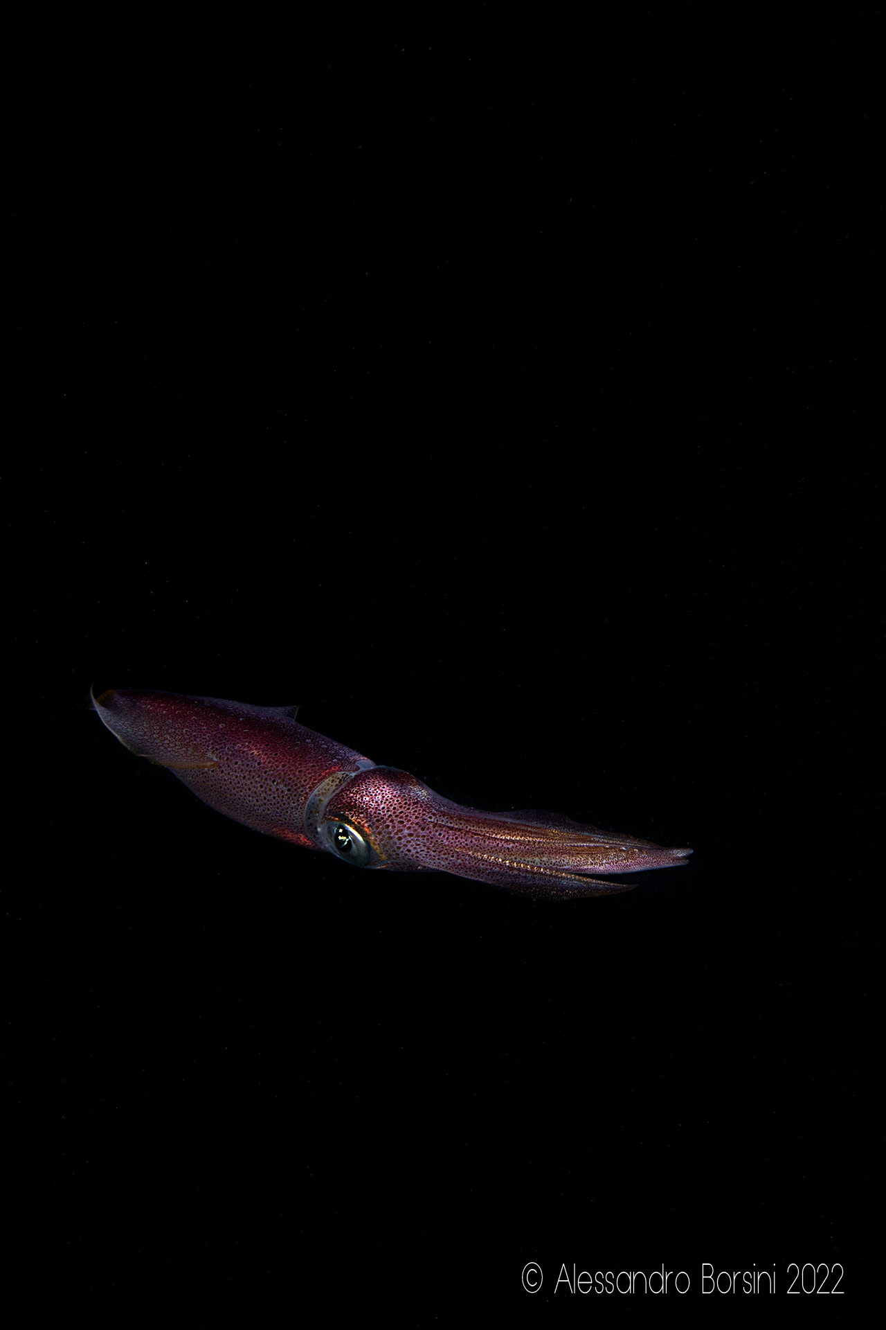 Apparizione fugace di Calamaro